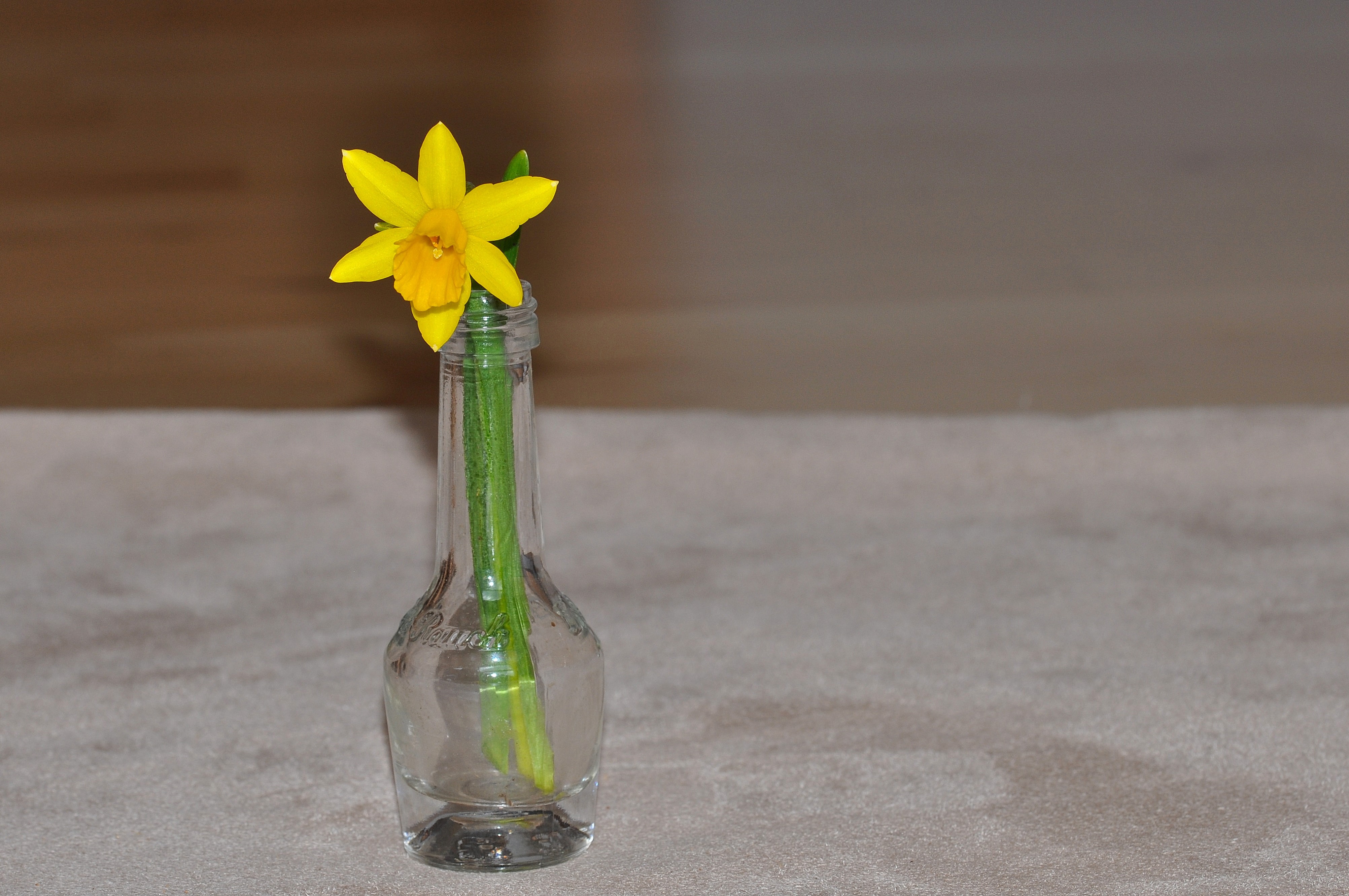 Flower in the bottle photo