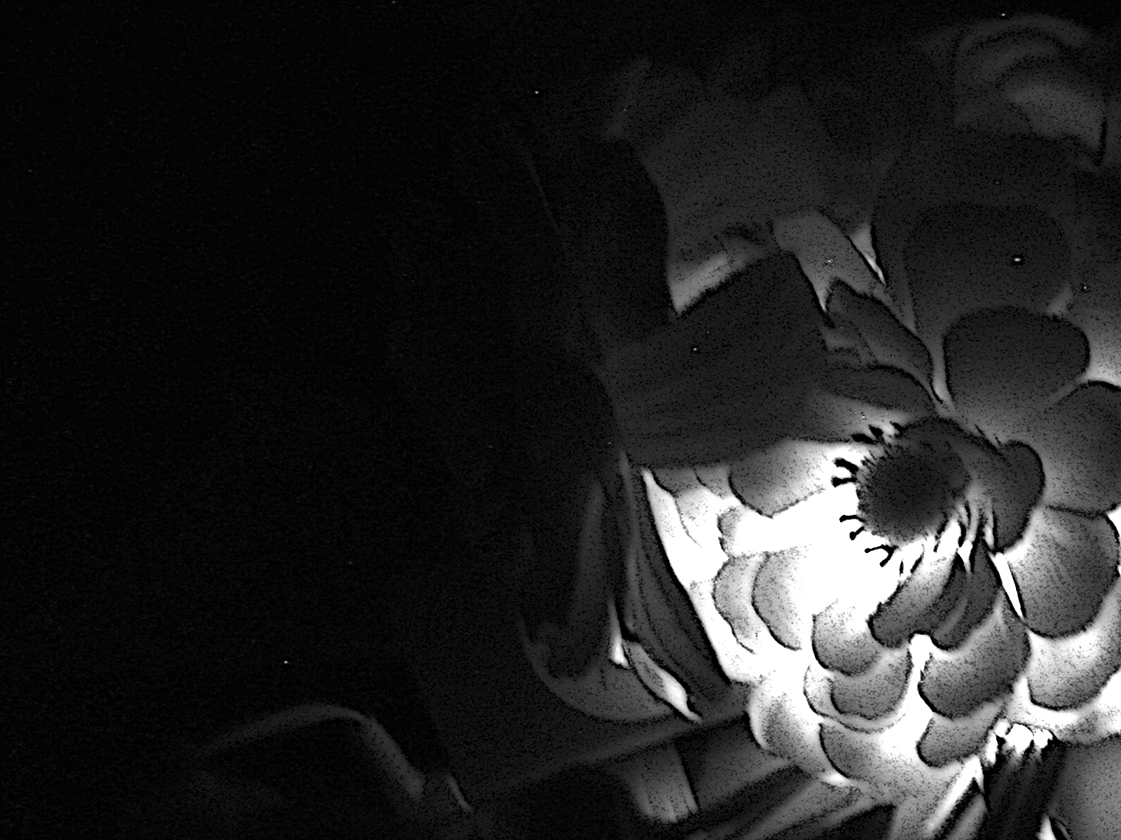 Flower in the dark photo