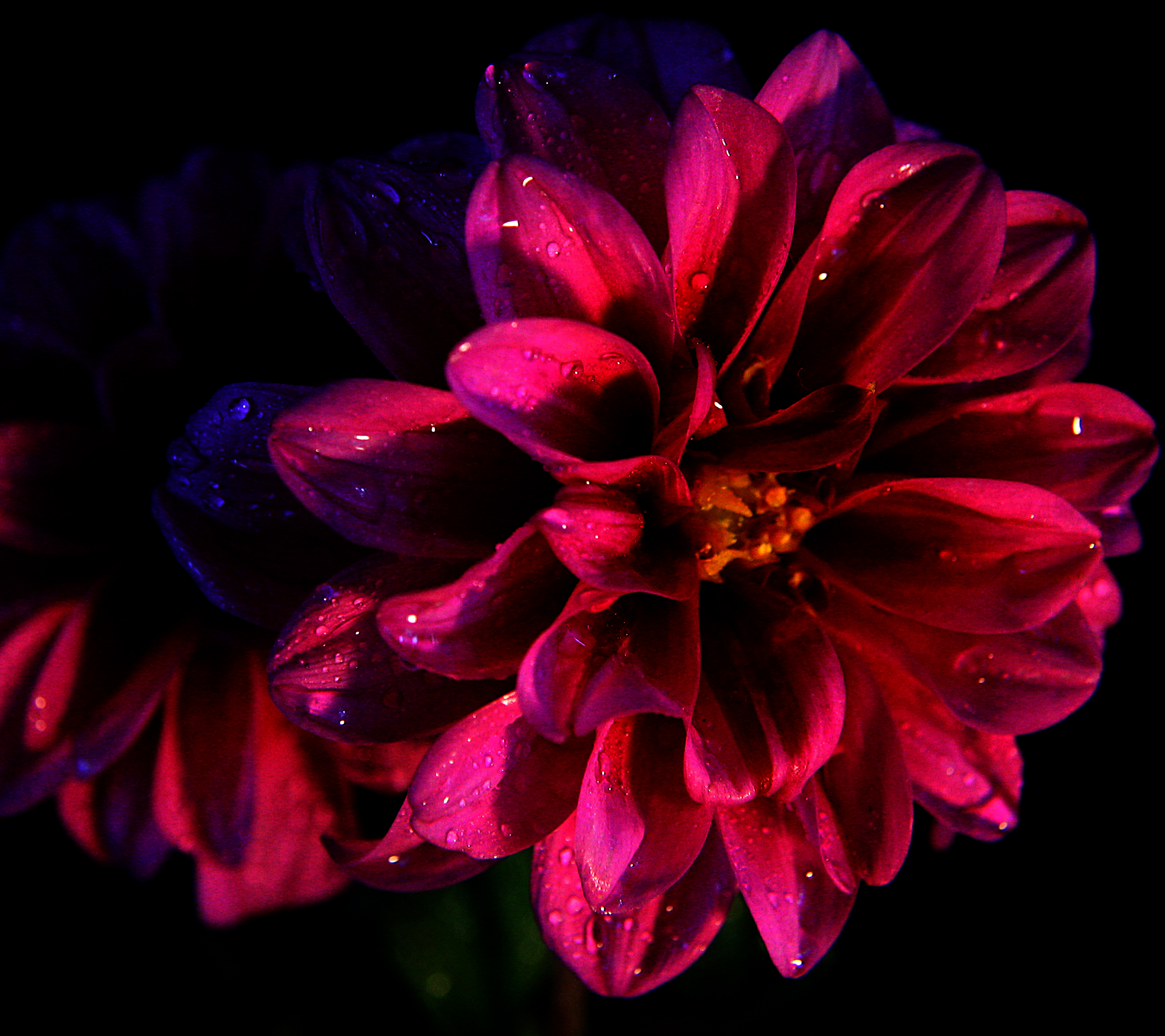 Flower in the dark photo