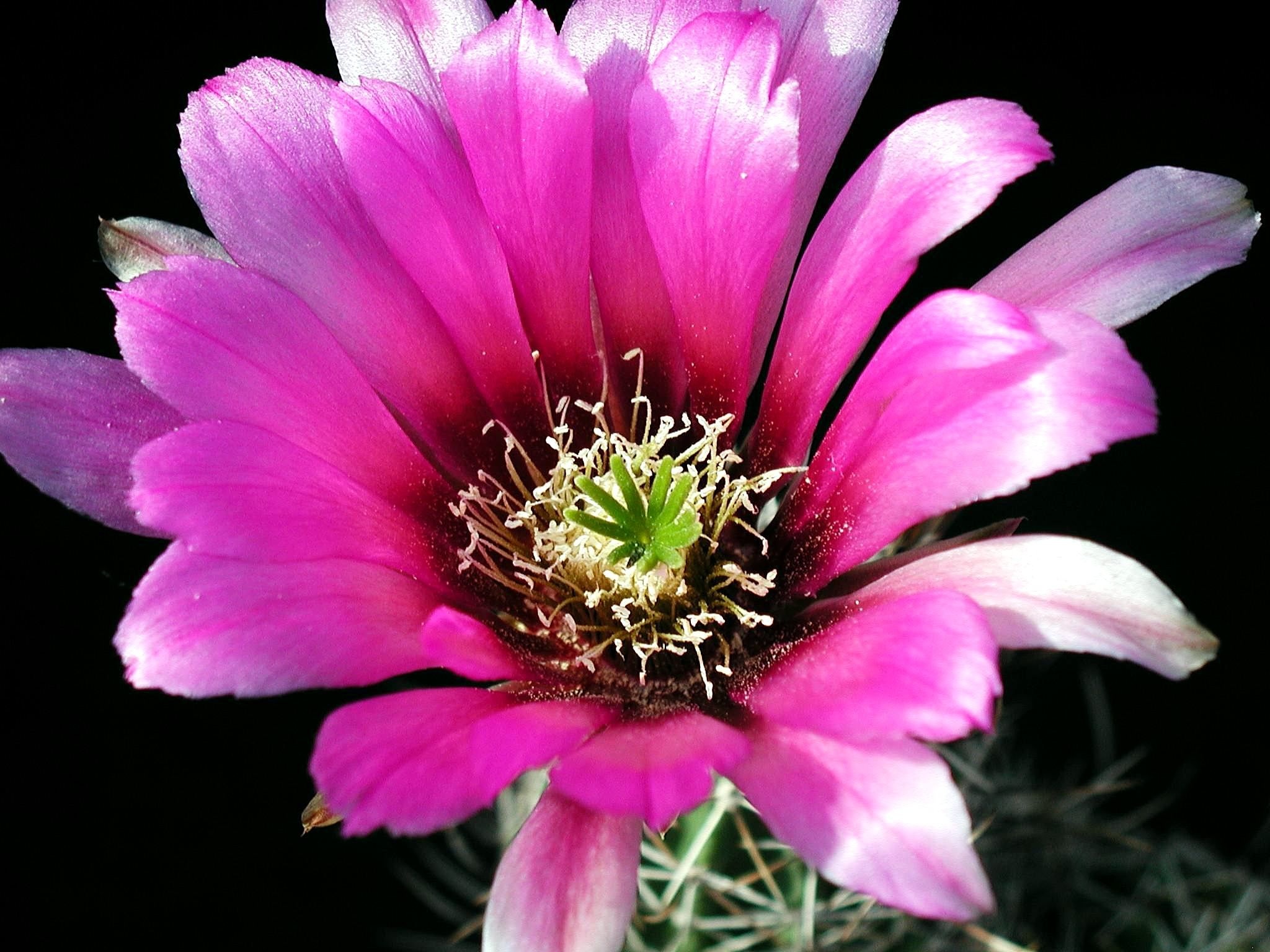 Flower in the garden photo