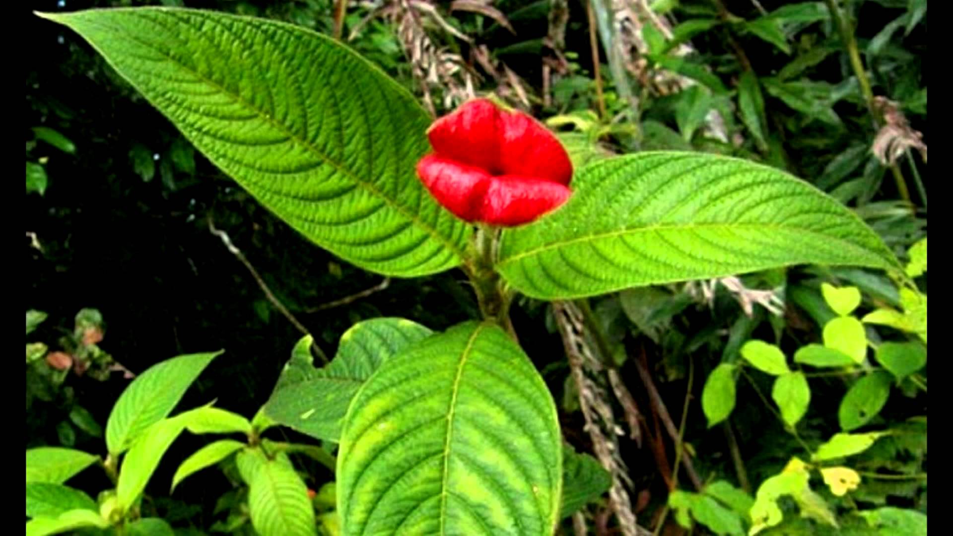 Уникальные Растения Южной Америки