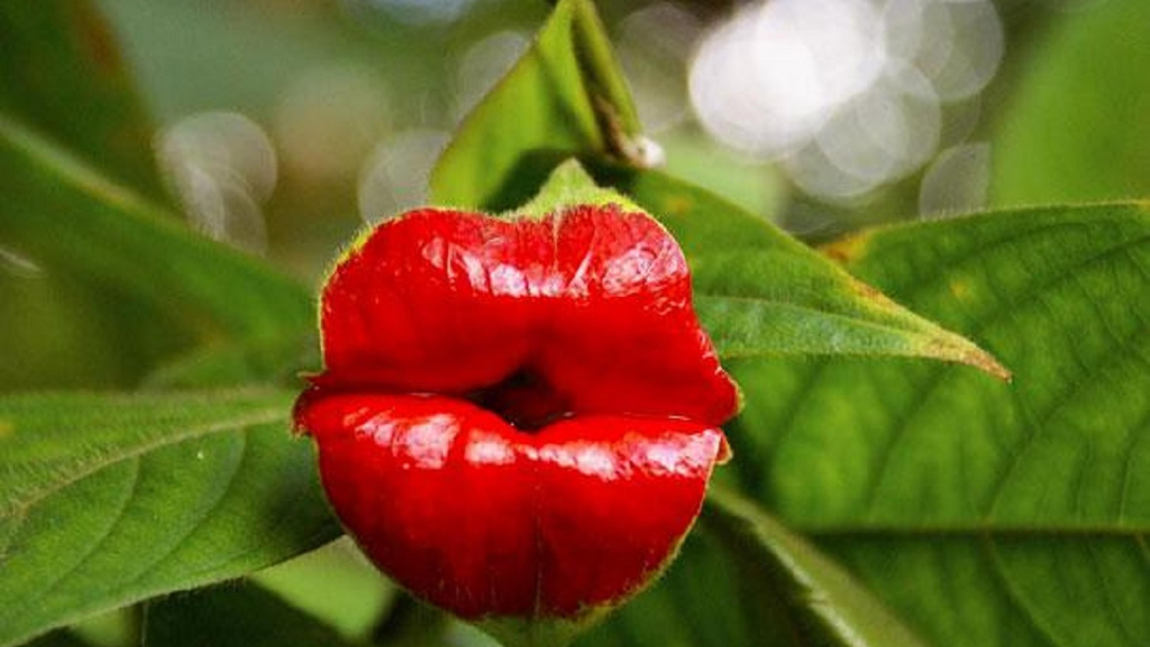 The 'Hooker's Lips' flower (Psychotria Elata) : BeAmazed
