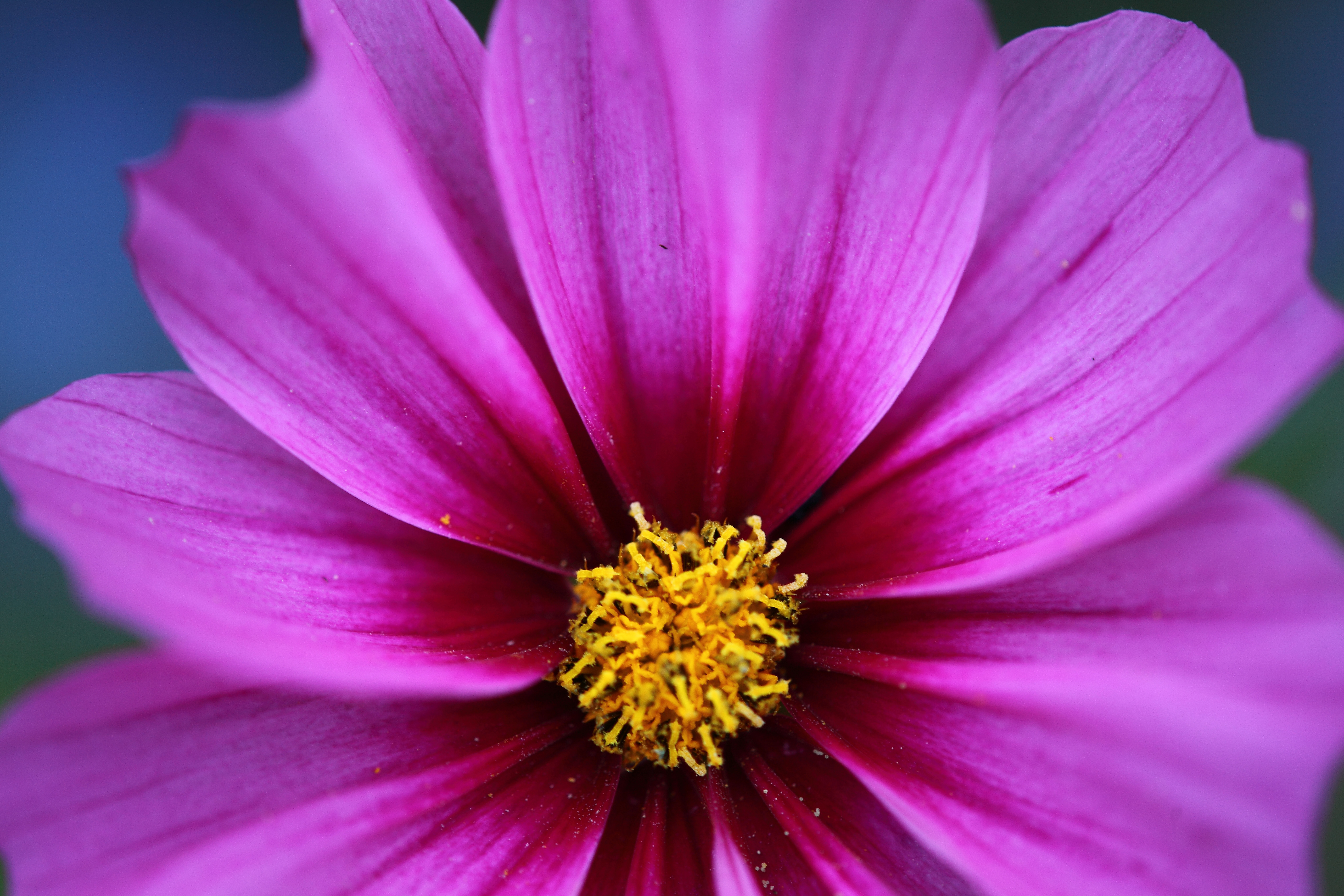 Pink Flower Golden Crown Macro | Flowers| Free Nature Pictures by ...