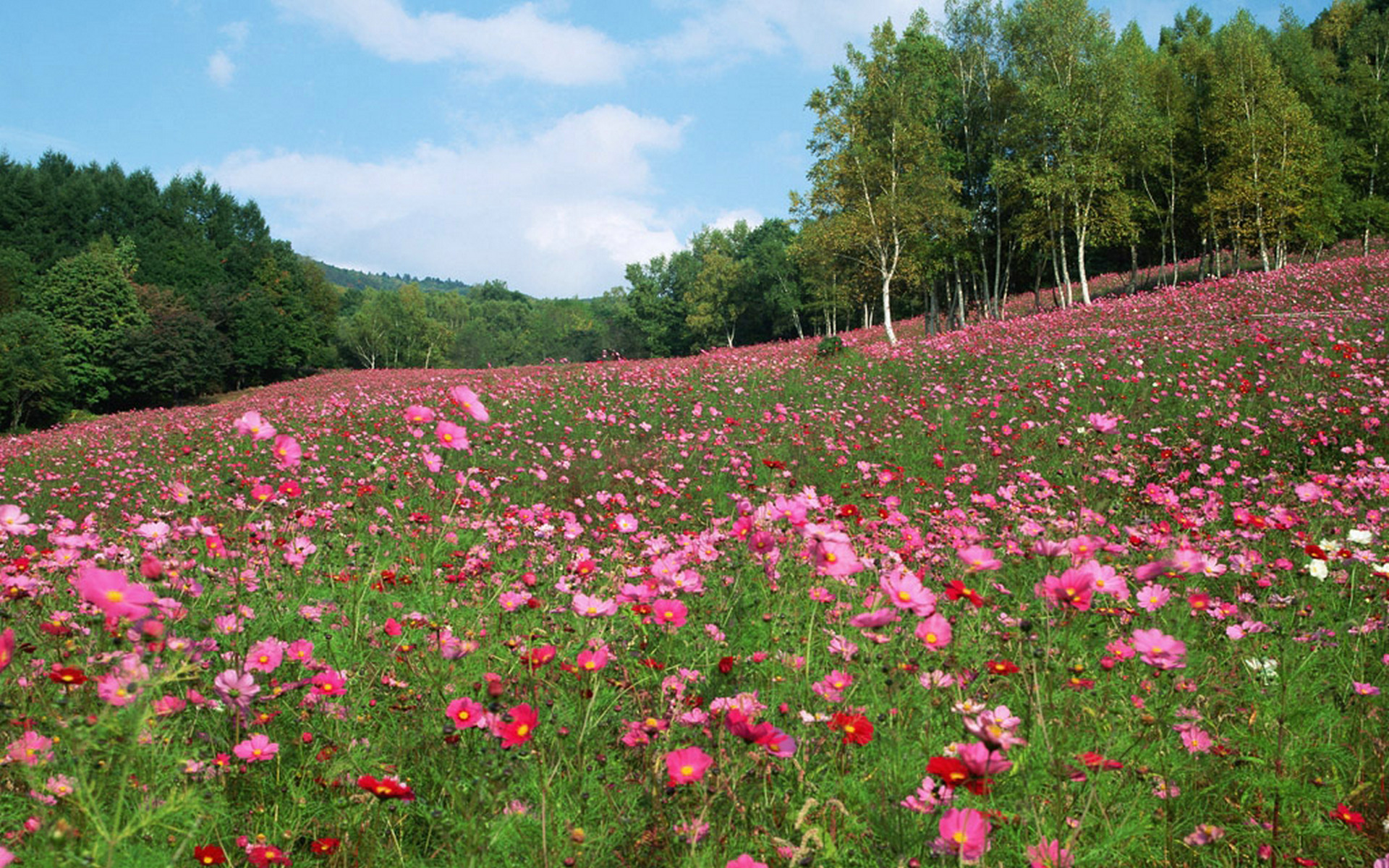 Pink Flower Meadow 20394 1920x1200 px ~ HDWallSource.com
