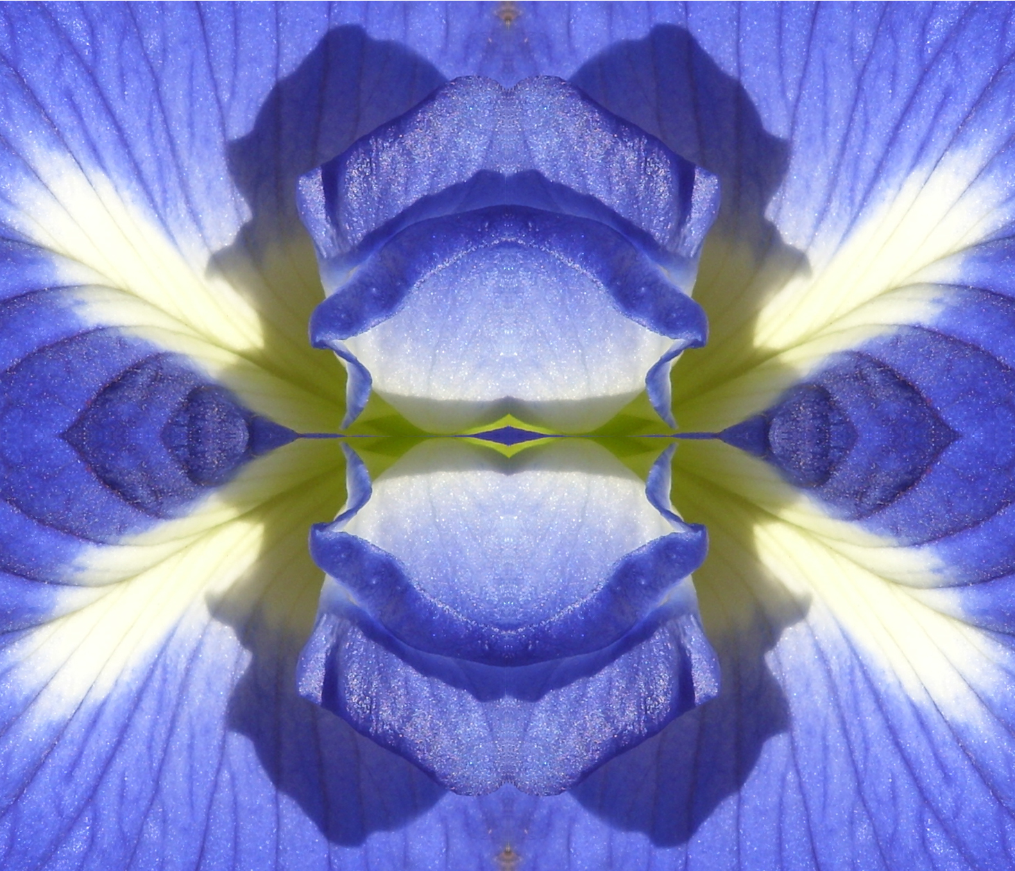 Flower of scotland abstract photo