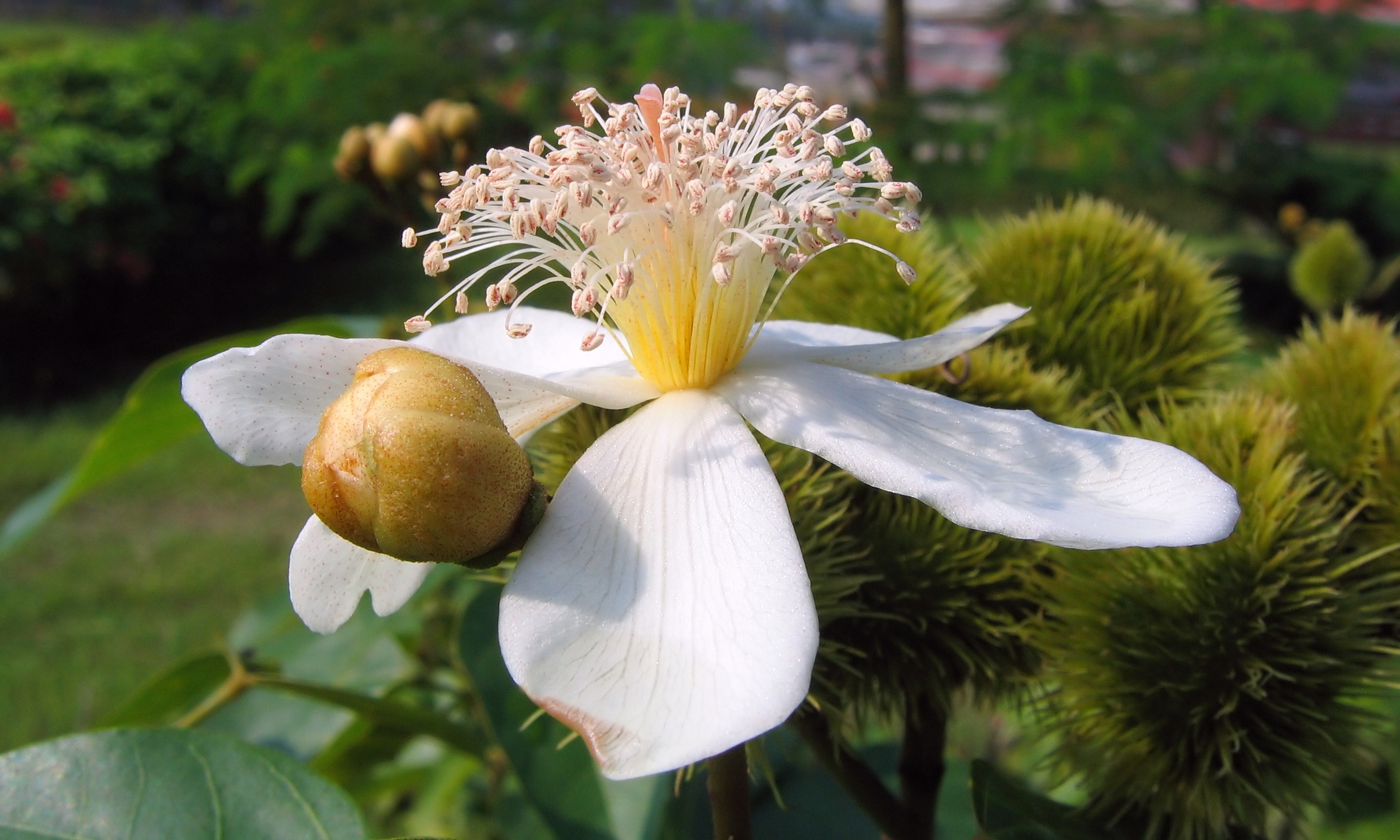Flower of the annatto tree photo