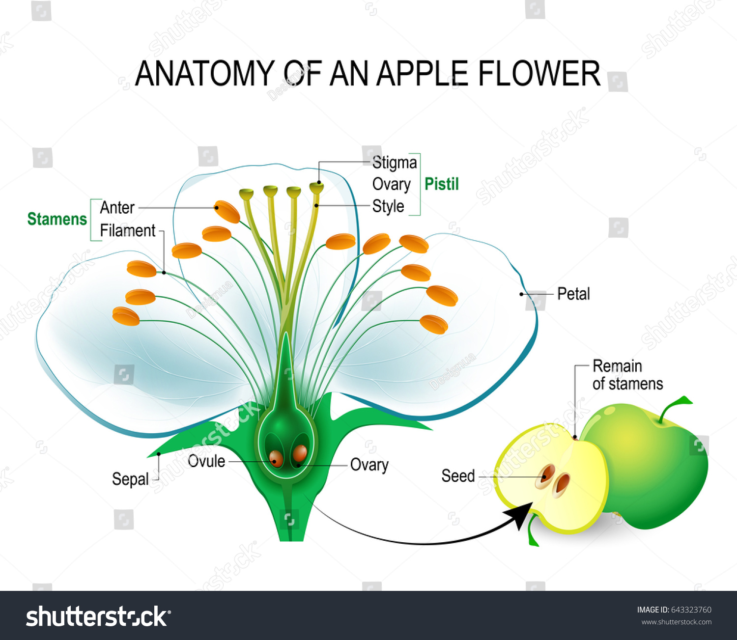 Anatomy Apple Flower Flower Parts Detailed Stock Illustration ...