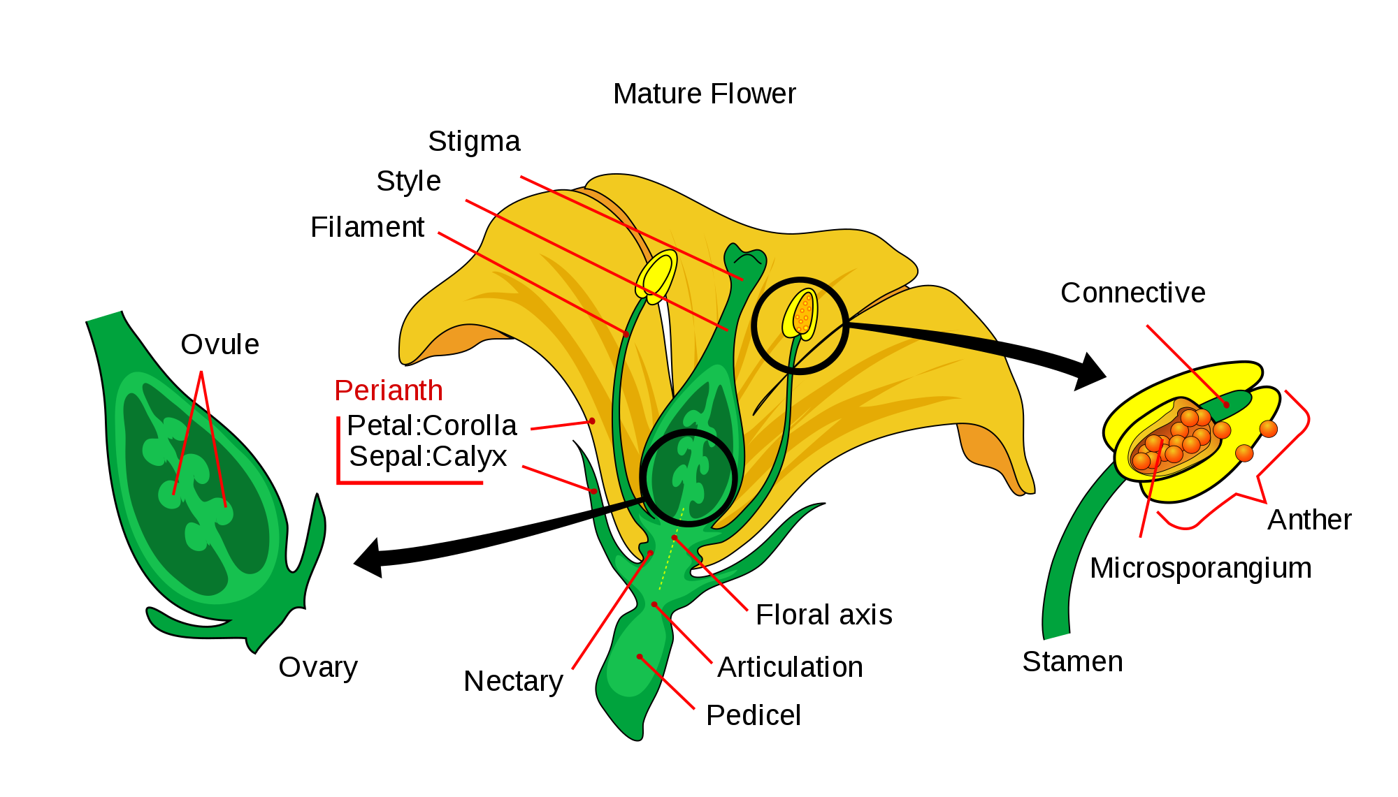 Flowering plant sexuality - Simple English Wikipedia, the free ...