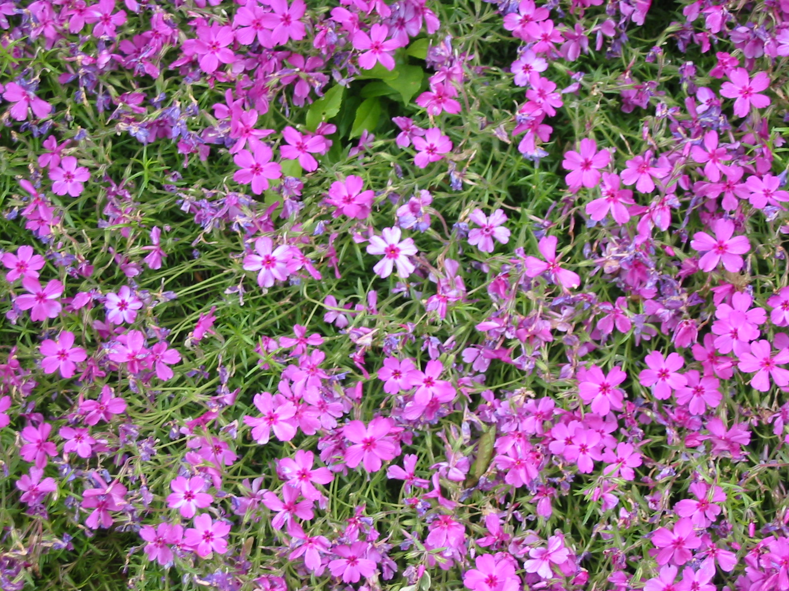 pink flower patch by underln-stock on DeviantArt