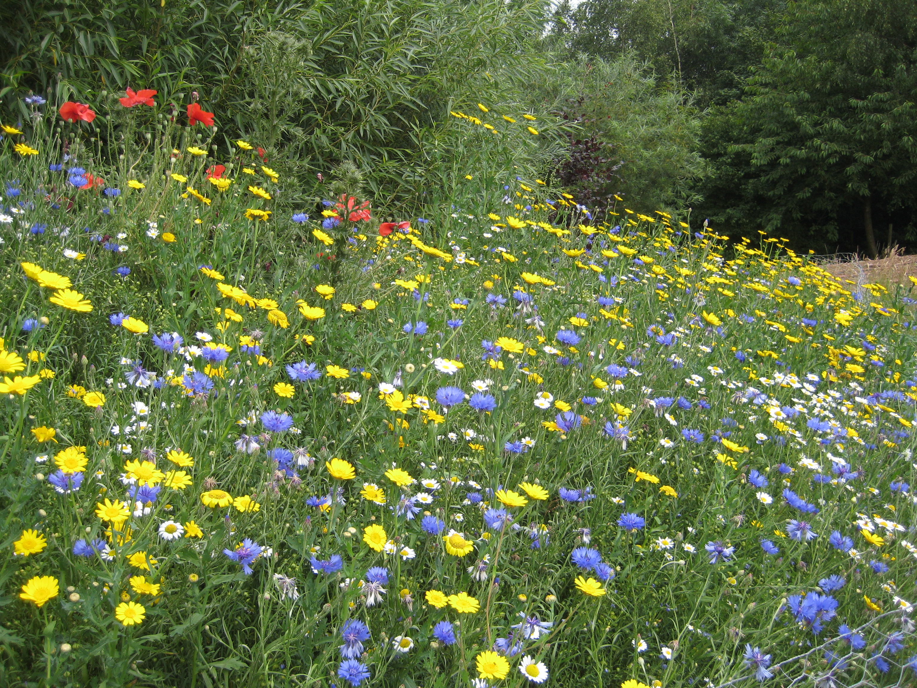 Wildflower Patch | Natural Learning Initiative