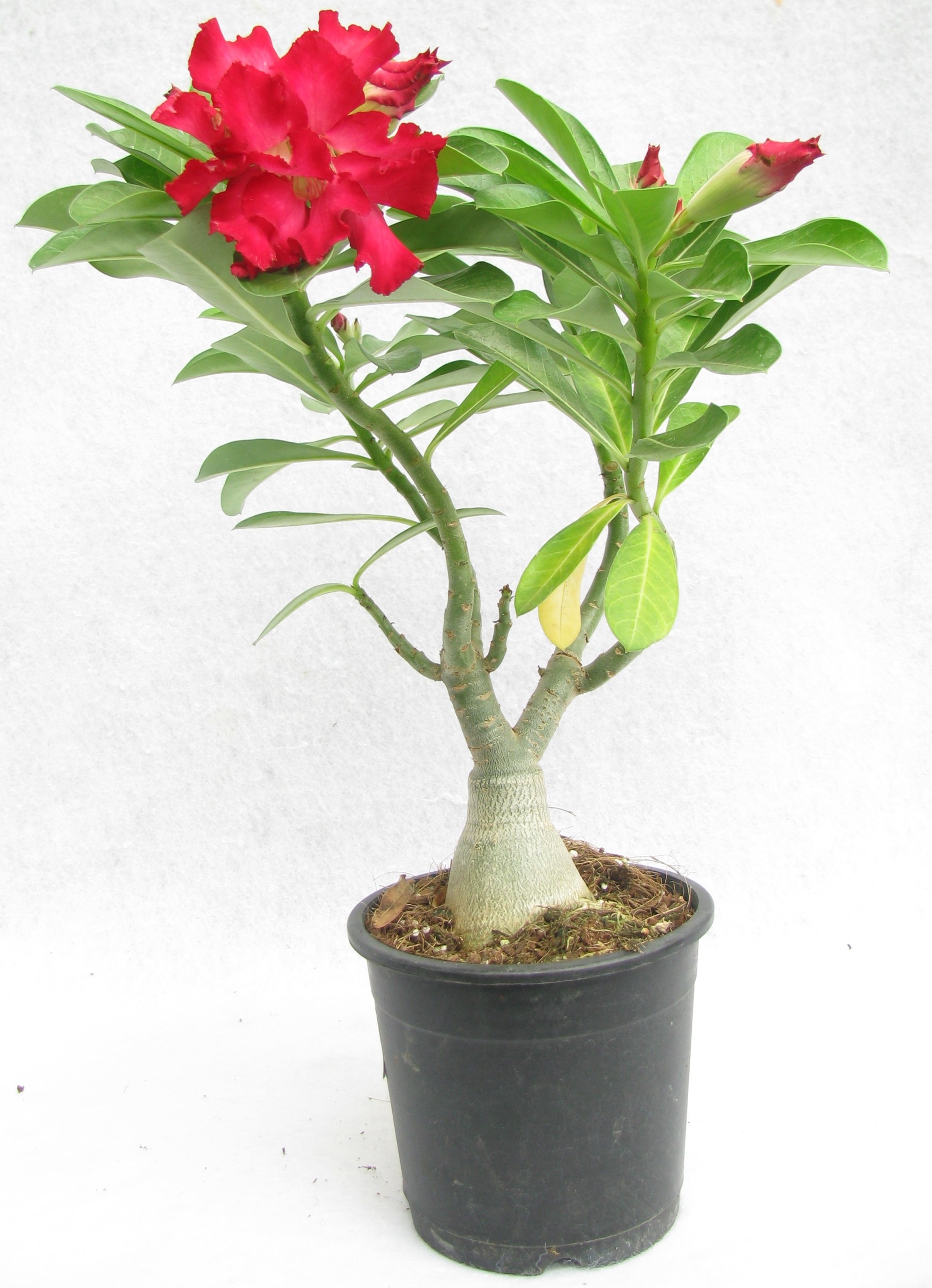 Buy 3 Star Adenium Double Layer Red Flower Plant Online at best ...