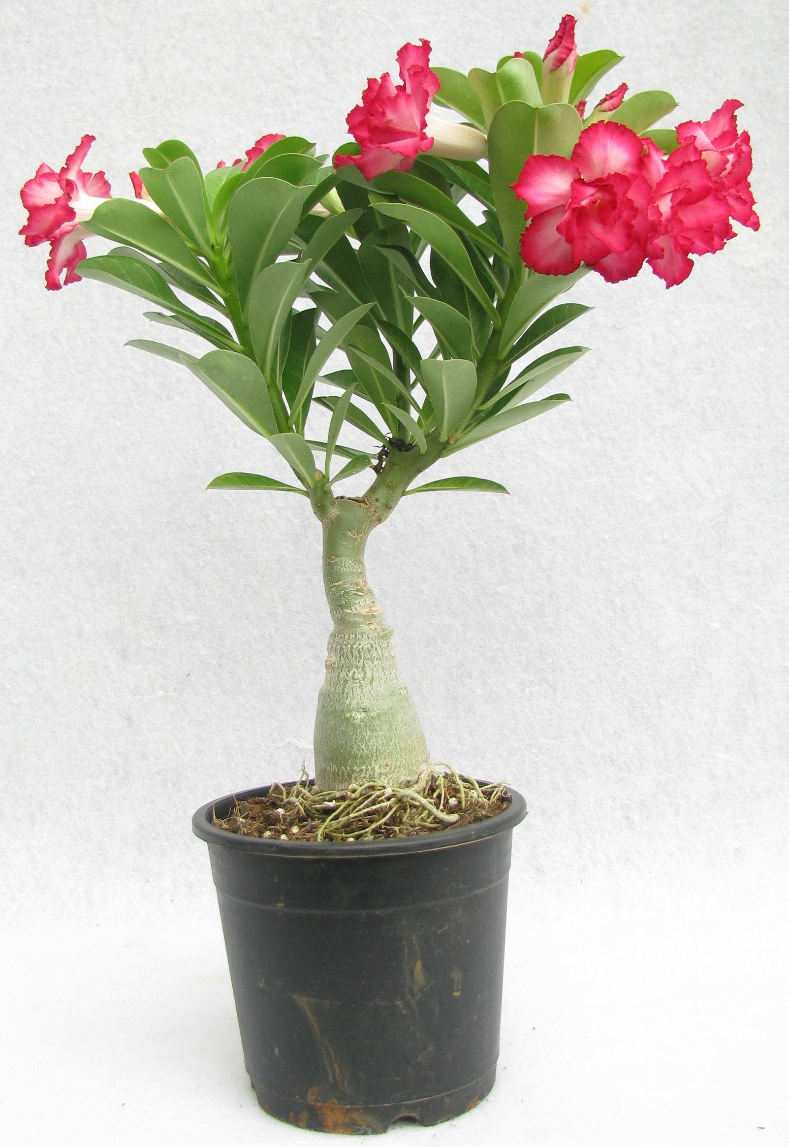 Adenium Small Red (Standard Size) Shop Online in India ...