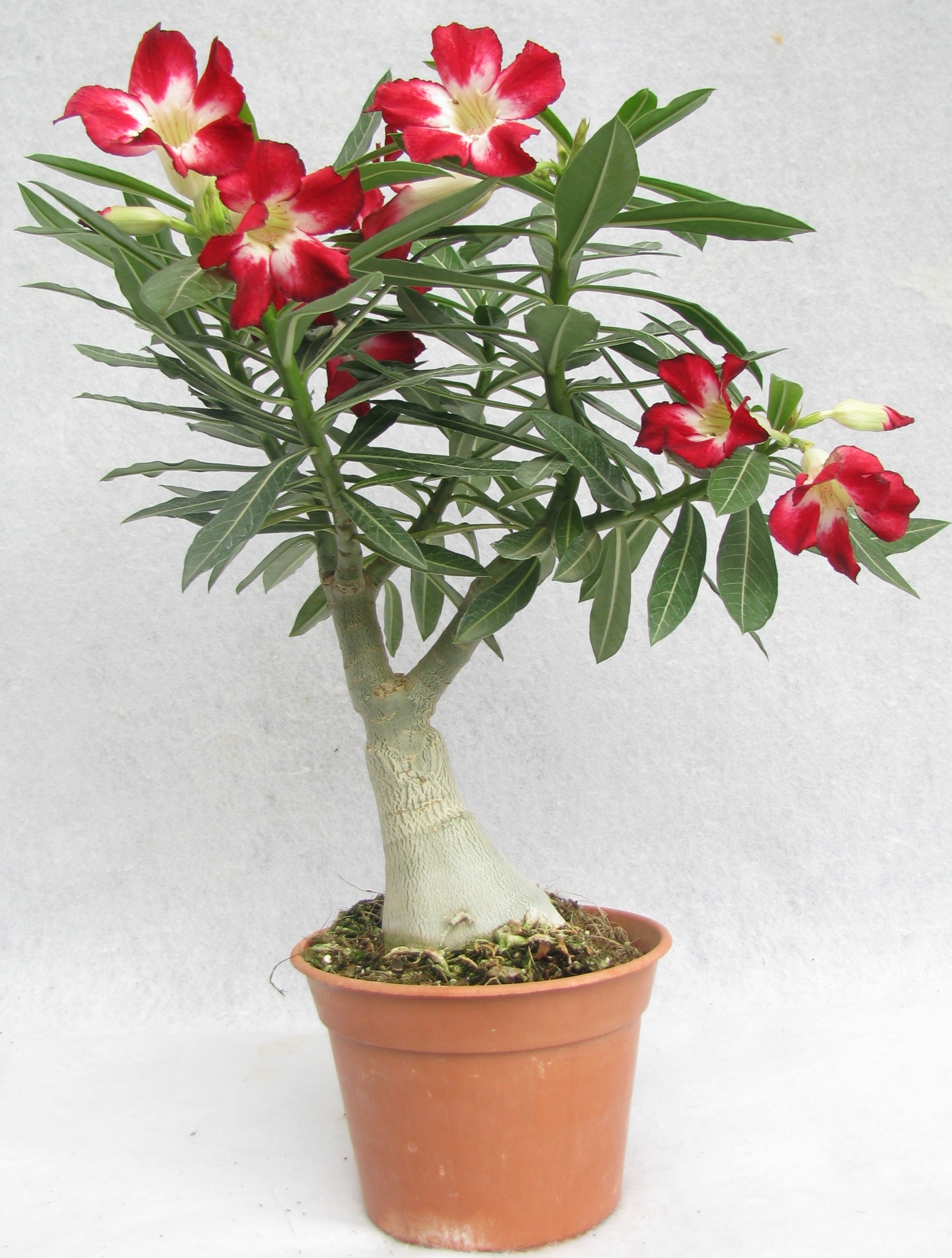 Buy Large Moon Ligtht Bi-Color Adenium Single Layer Red Flower Plant ...