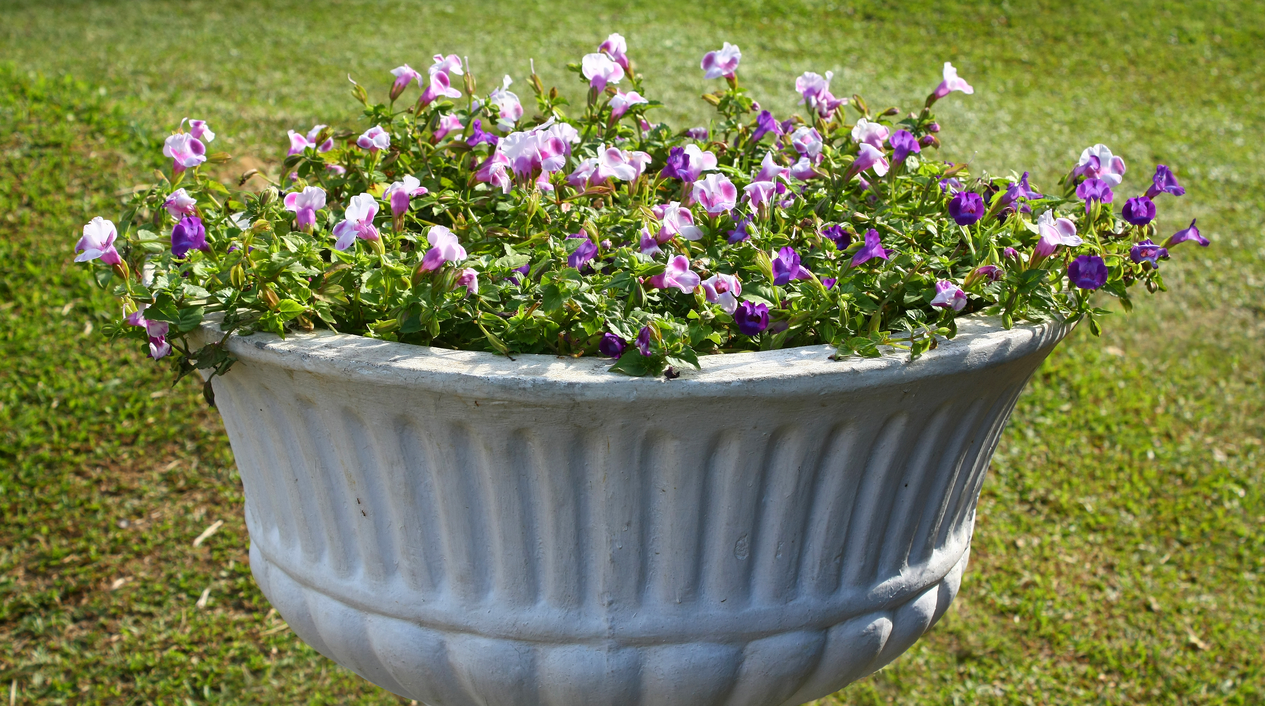 File:Torenia in a flowerpot.jpg - Wikimedia Commons