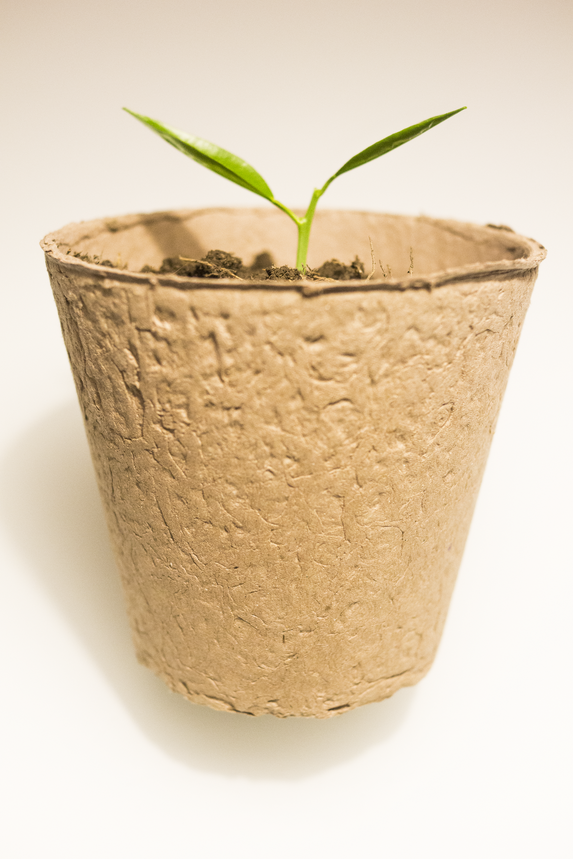 Eco-Friendly Bio-Degradable Paper Flower Pot — LEMON CHEST