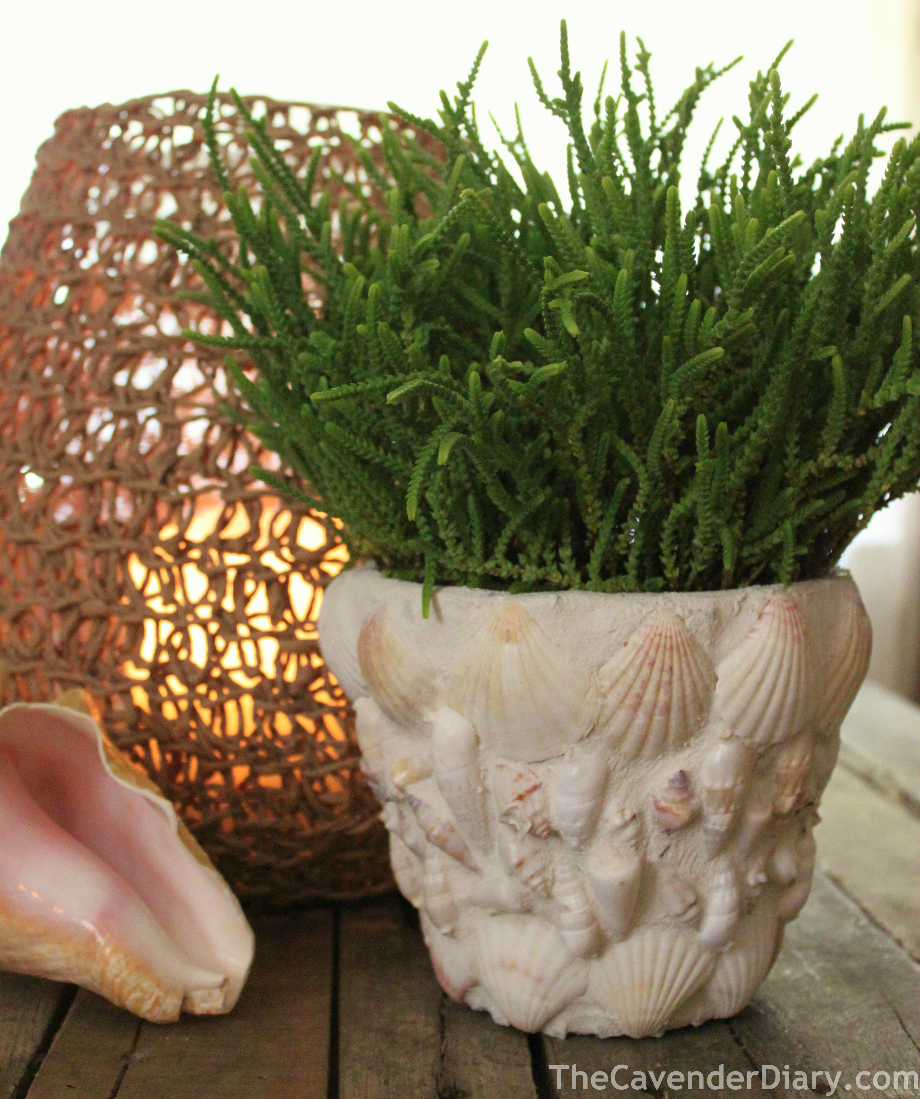 Sea Shell Flower Pot | THE CAVENDER DIARY