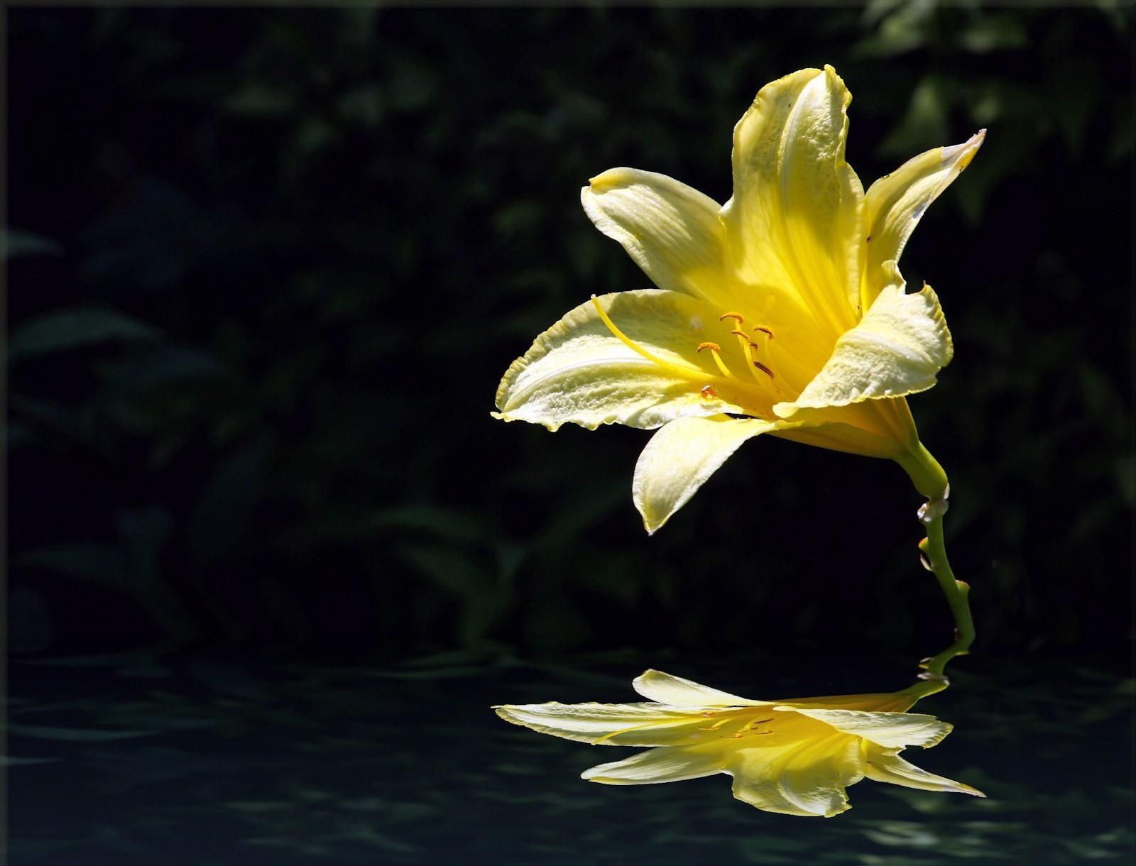 1600x1220 Wallpaper lily, flower, yellow, bud, water, reflection ...