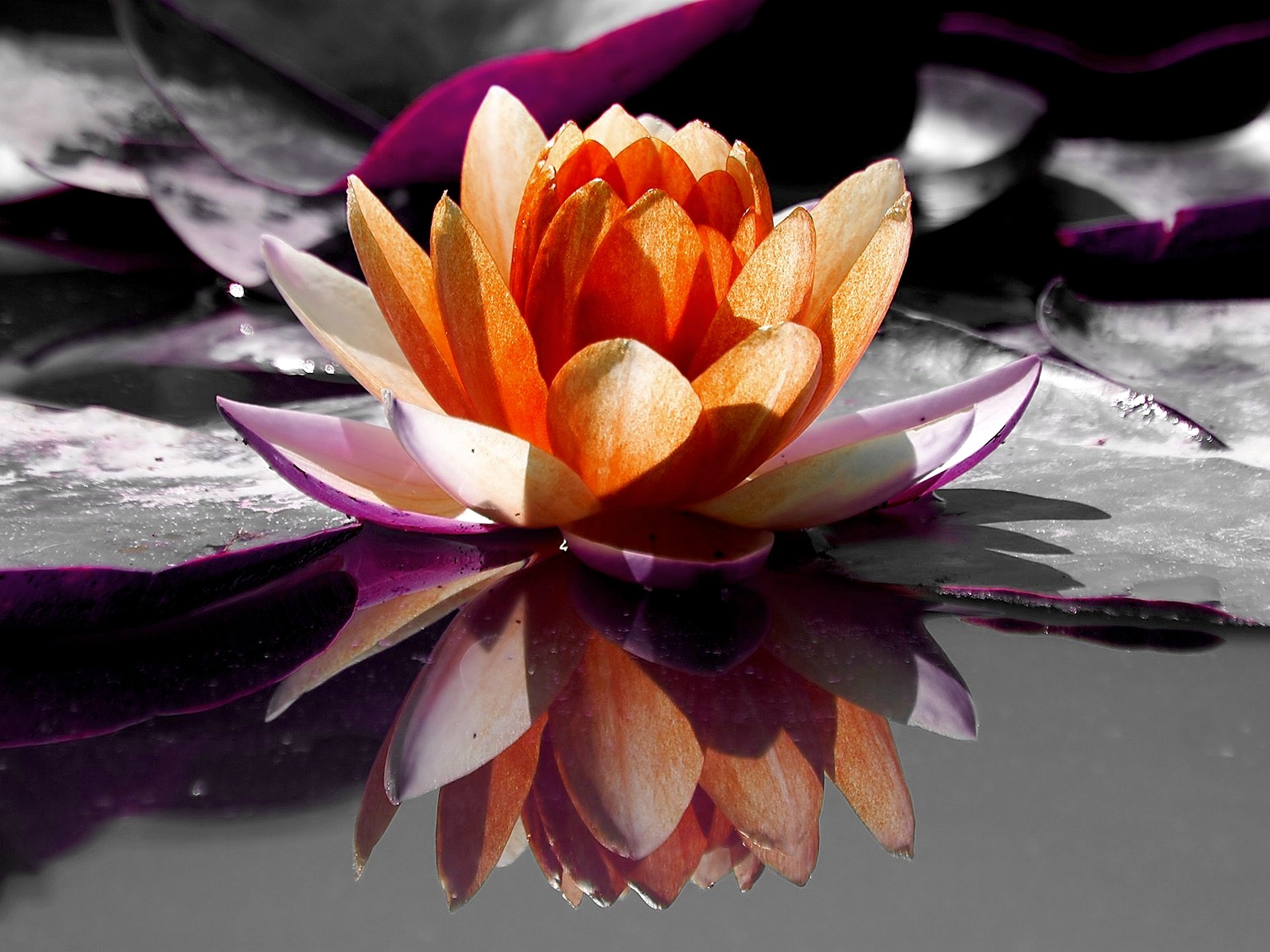 Flowers: Pond Blossom Lotus Divine Reflection Flower Hd Image for HD ...