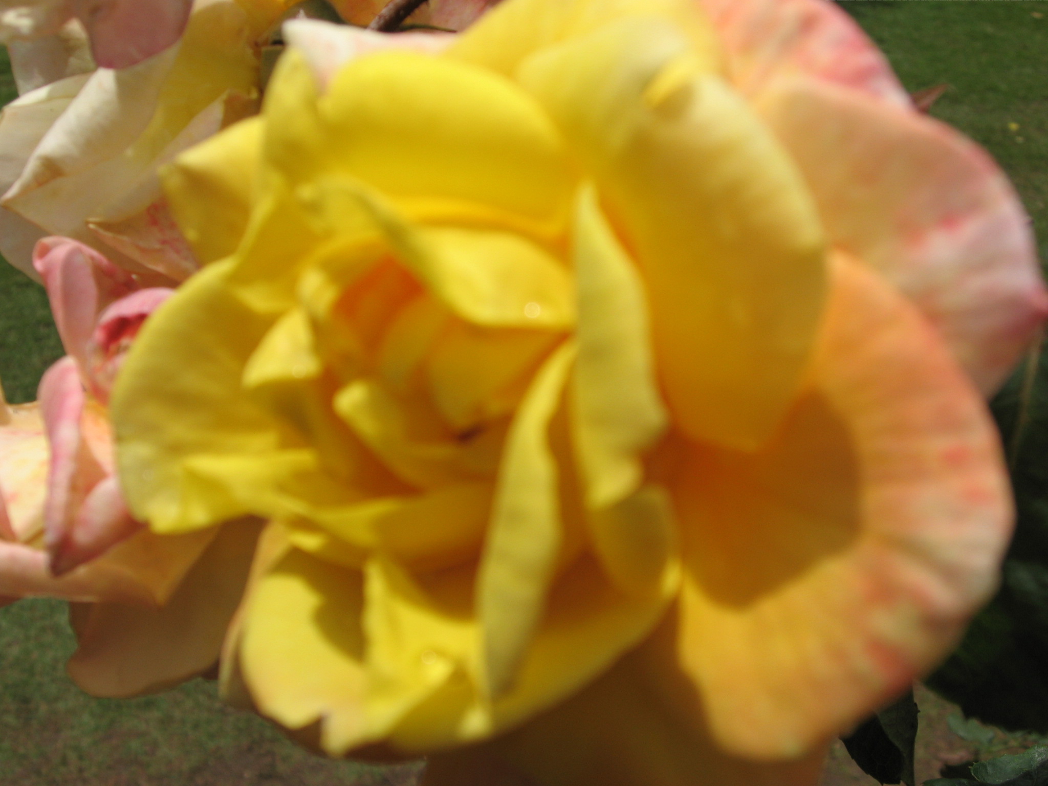 Flower - rose photo