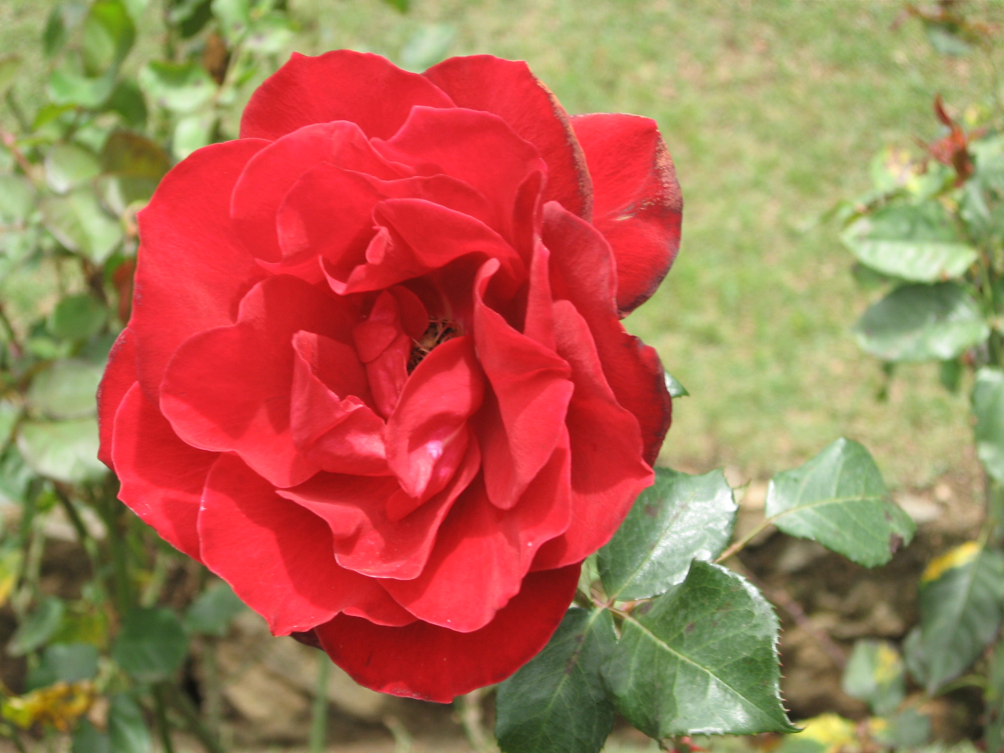 Flower - rose photo