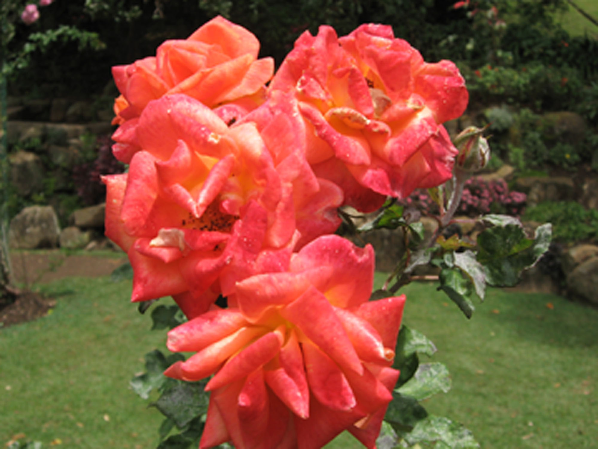 Flower - roses photo