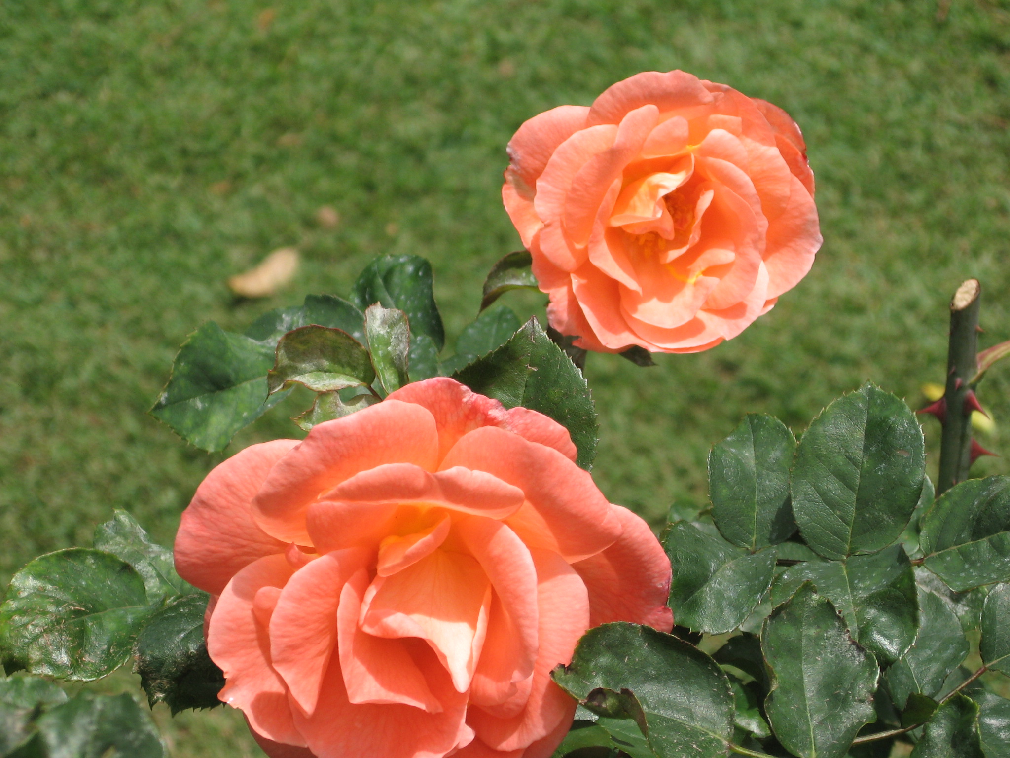 Flower - roses photo