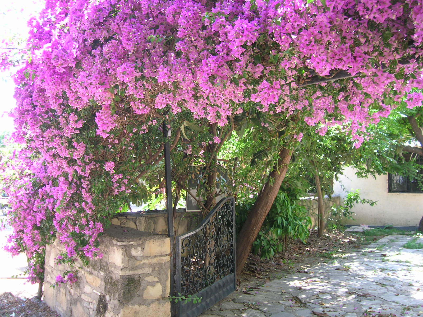 File:Side flower tree.JPG - Wikimedia Commons
