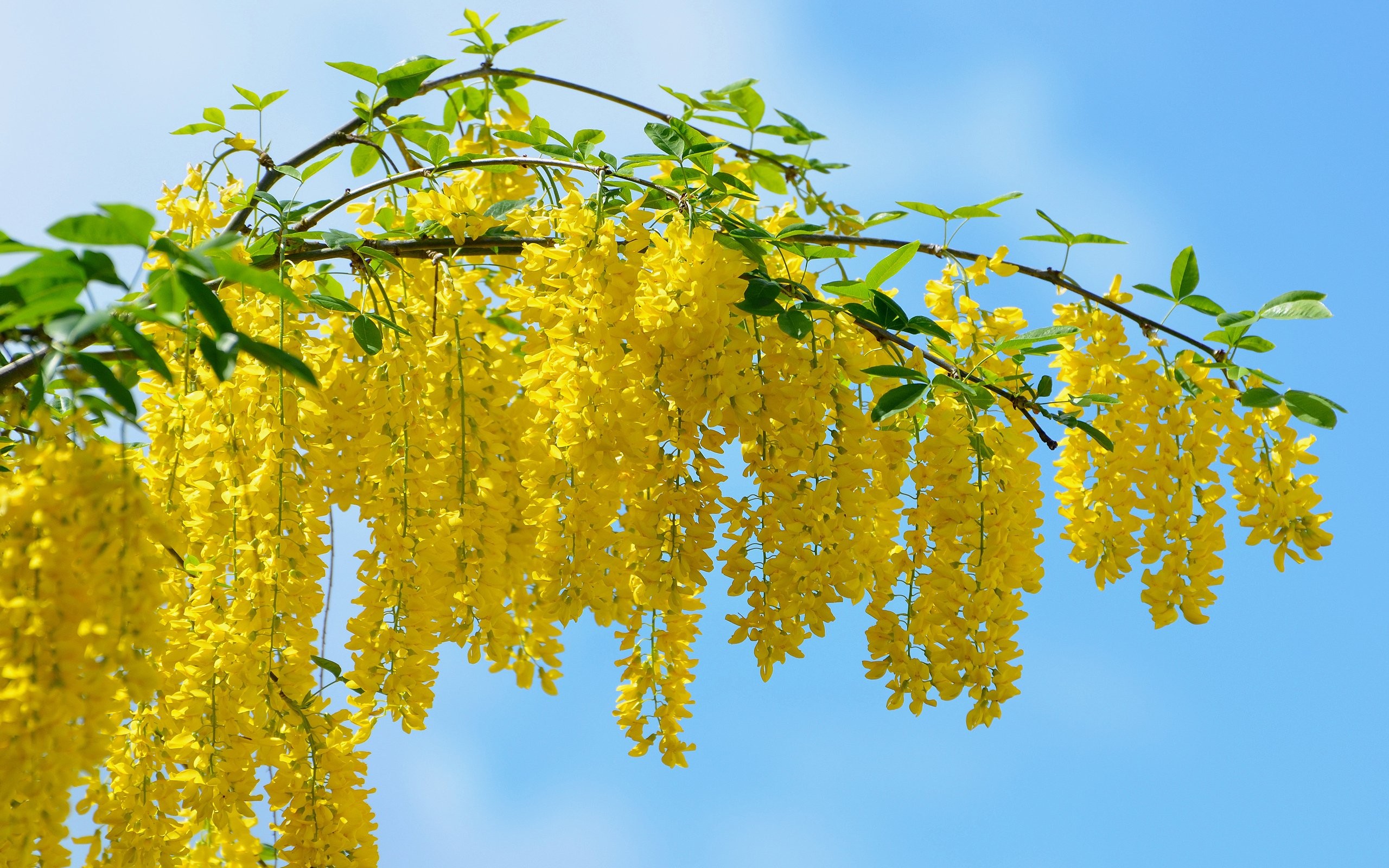 Flowers: Tree Blossoms Beautiful Flower Chain Golden Yellow Photo ...
