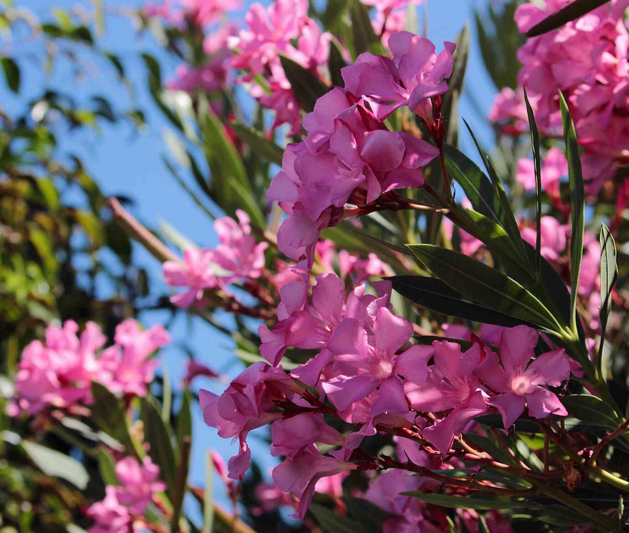 Try a Flowering Tree in Your Yard for Visual Impact