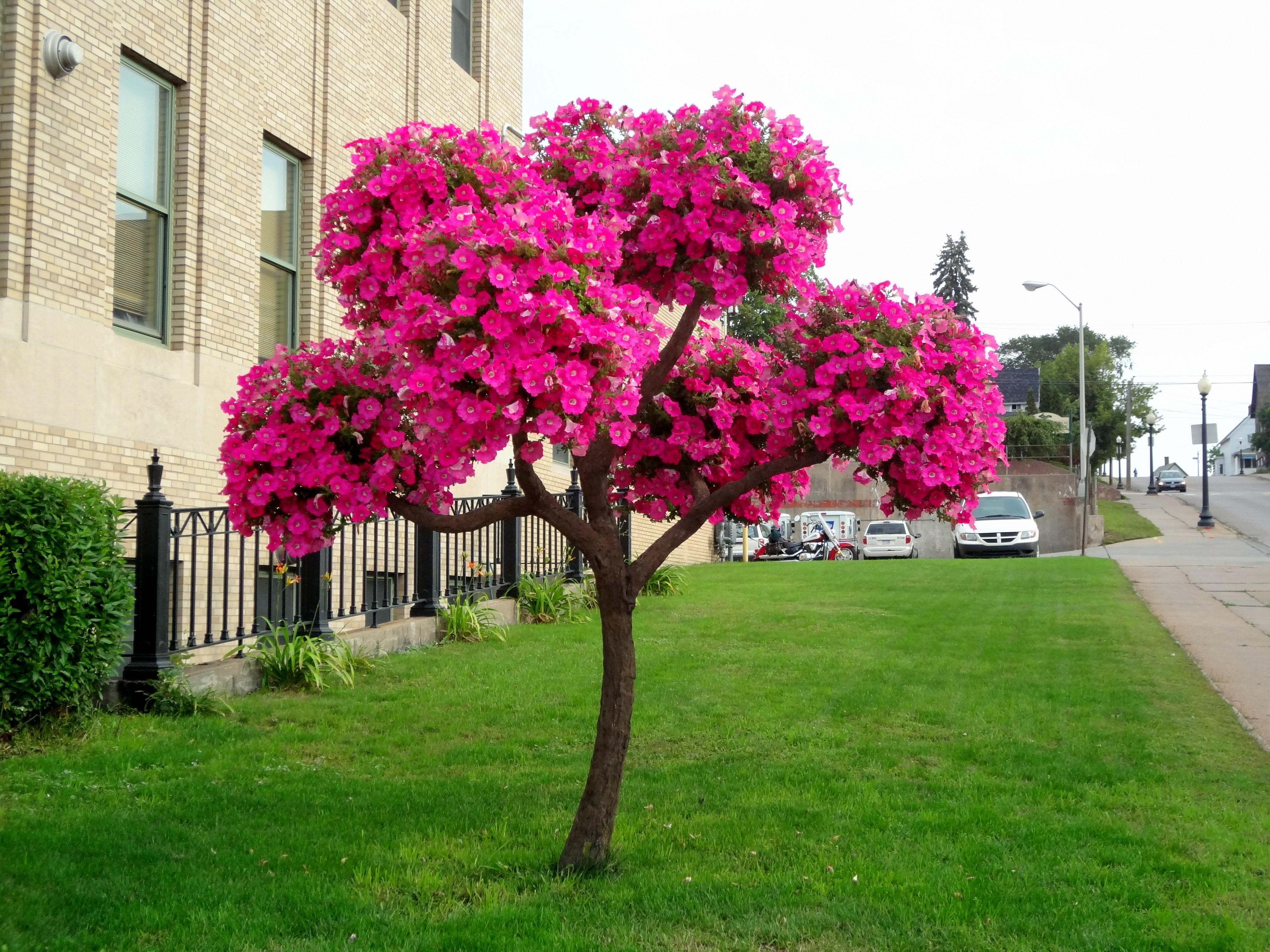 Flower tree photo