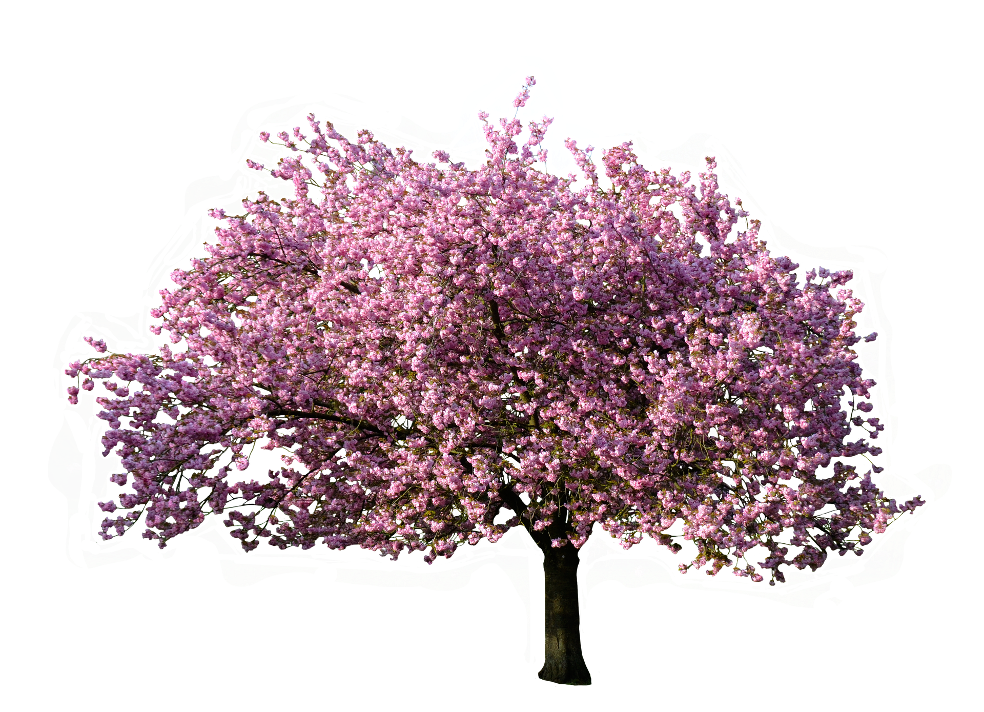 Flower tree photo