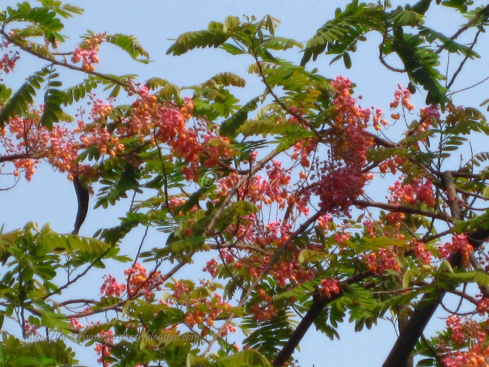 The Urban Gardener: Summer sherbet : Mumbai's flowering trees
