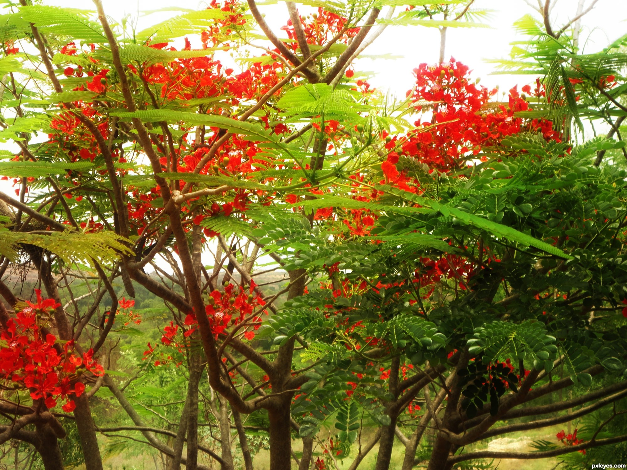 Red flower tree picture, by suni271980 for: mystic woods 2 ...
