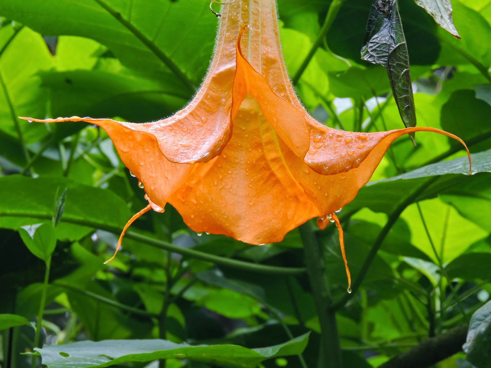 Tamarindo, Costa Rica Daily Photo: Upside down, hanging flower