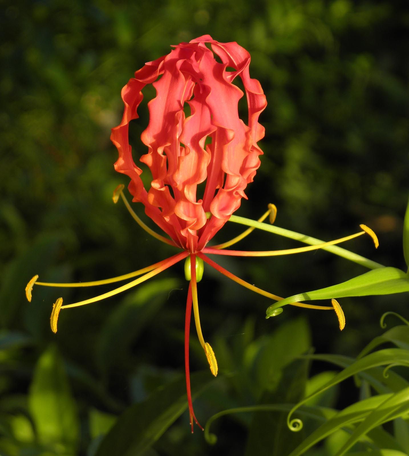 Strange upside-down flower at a more mature phase | For the love of ...