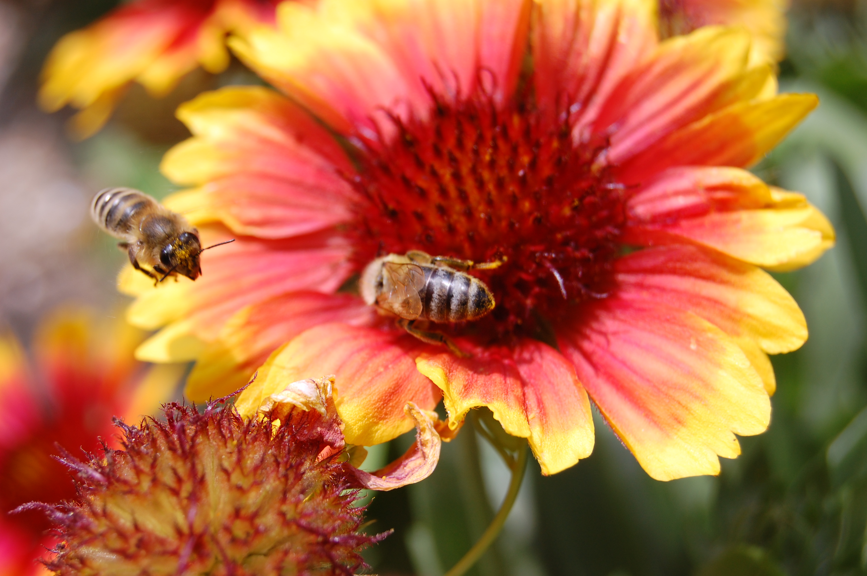 File:Bees on flower.jpg - Wikimedia Commons