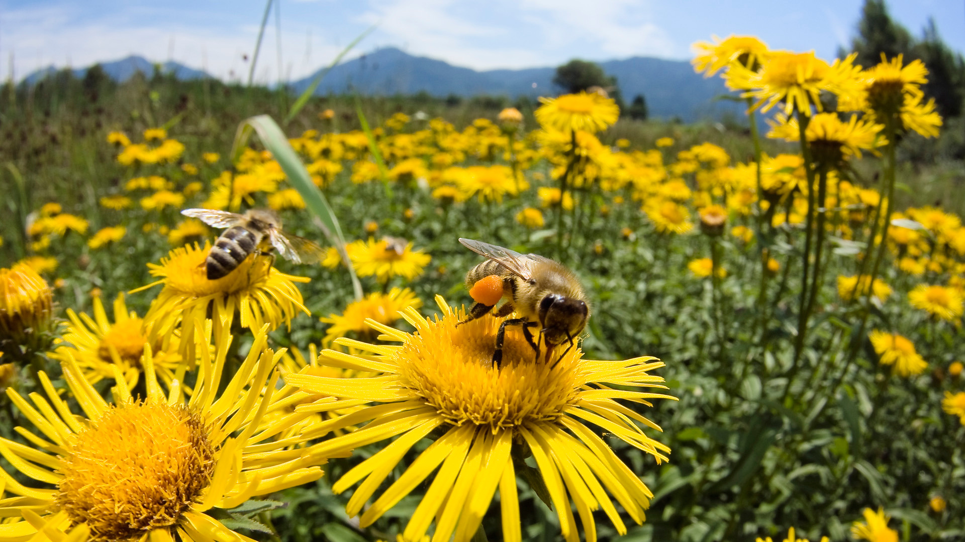 Pollination Donation – Backyard Beekeepers Association