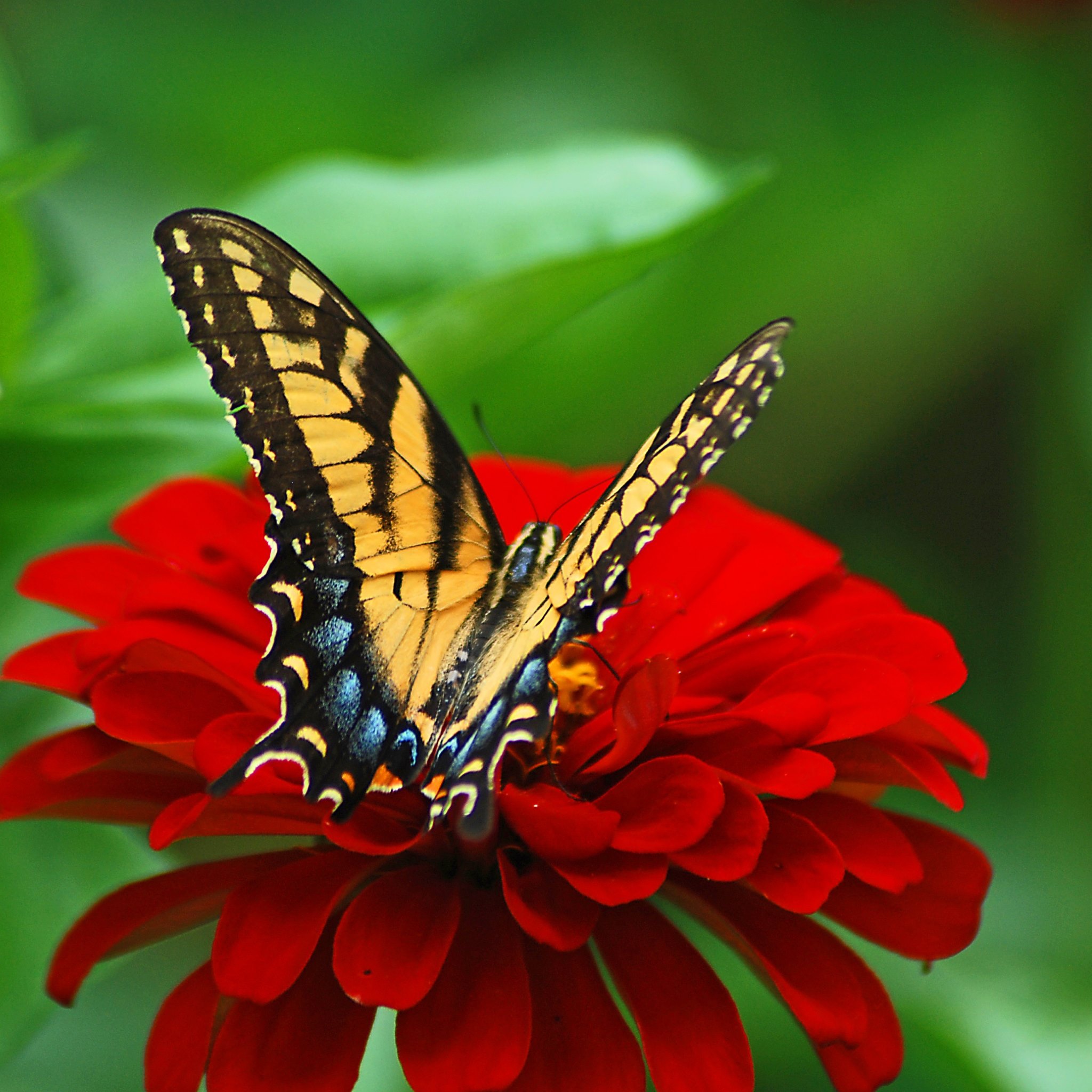 Цветок красные бабочки. Бабочка на цветке. Бабочки в цветах. Заставка на аватарку цветы. Открытка бабочка.