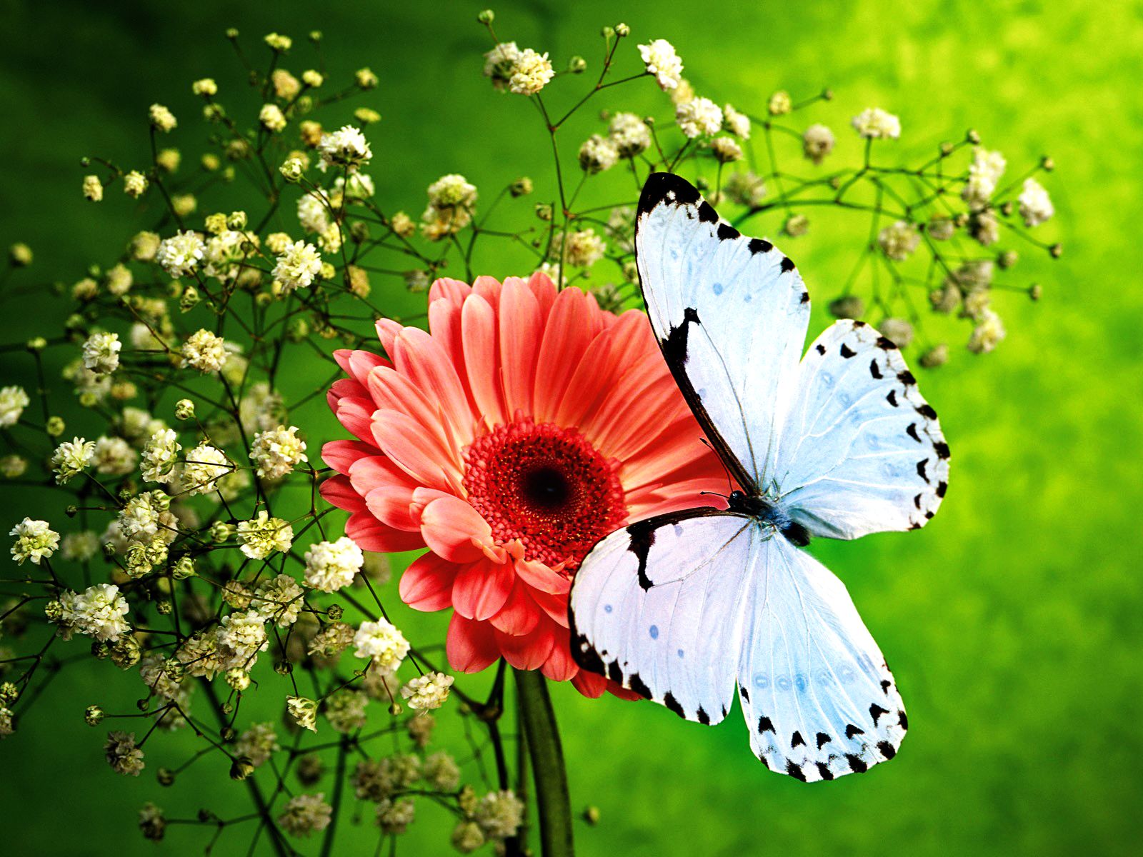 Flowers and Butterflies | Pink Flower and Beautiful Blue Butterfly ...