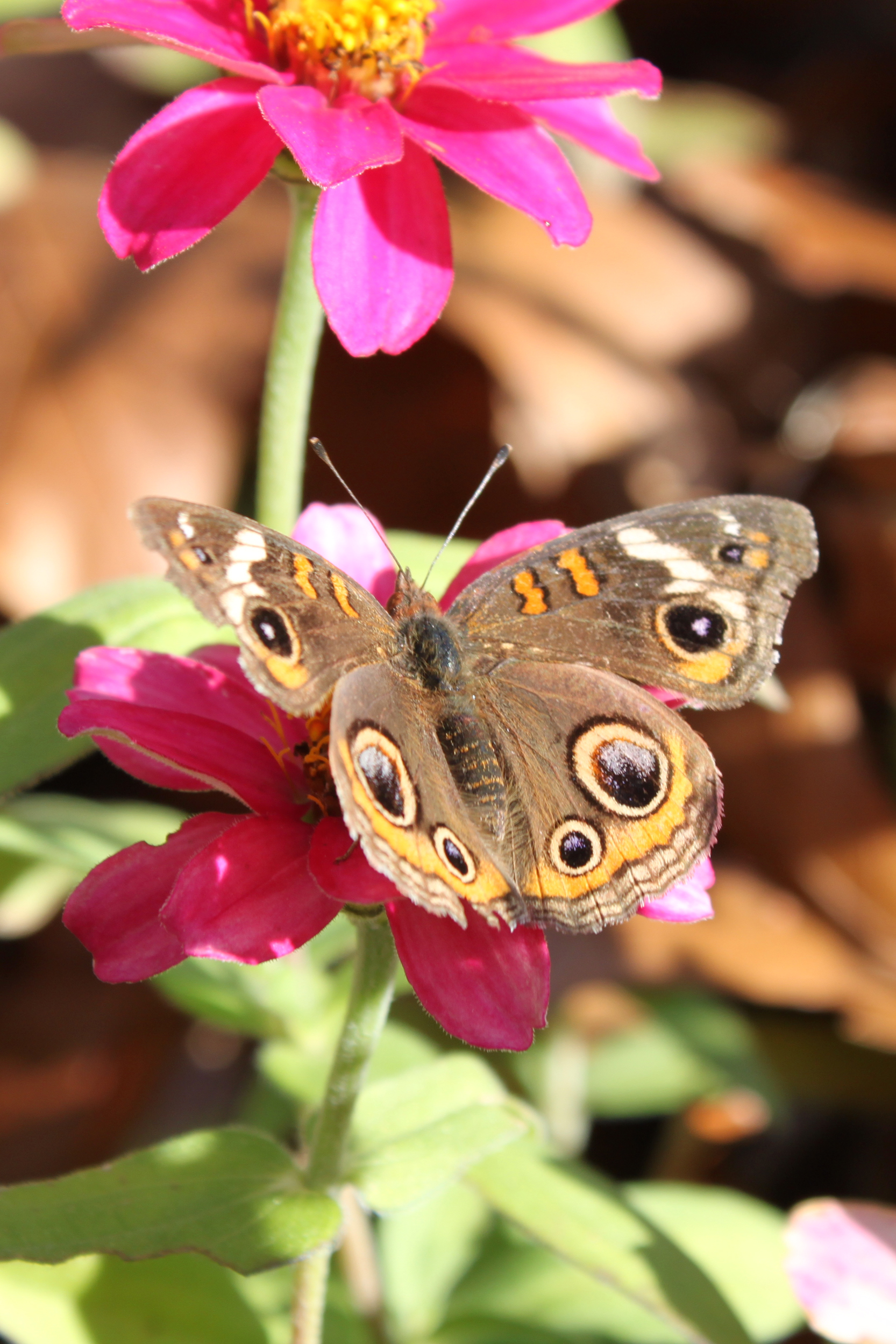 Flower with butterfly photo