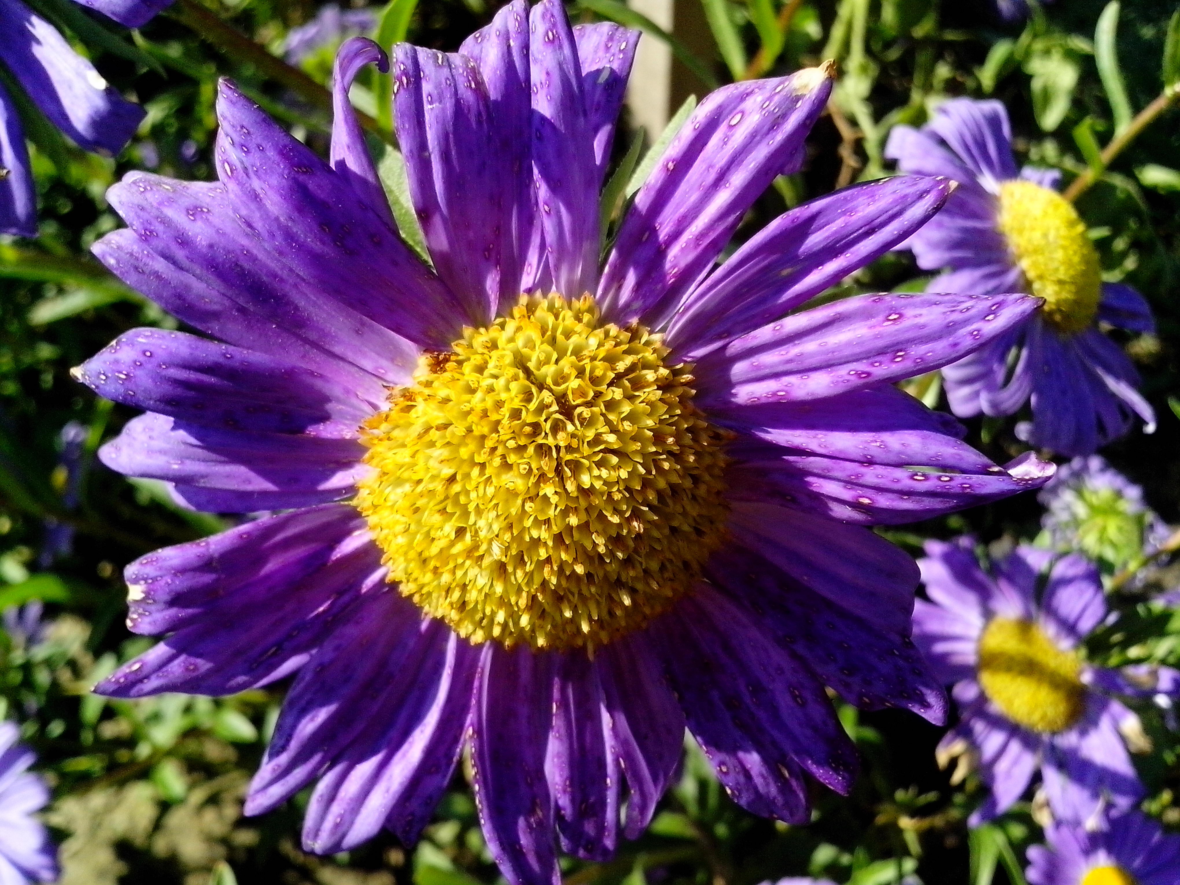 Free picture: purple flower, yellow, center