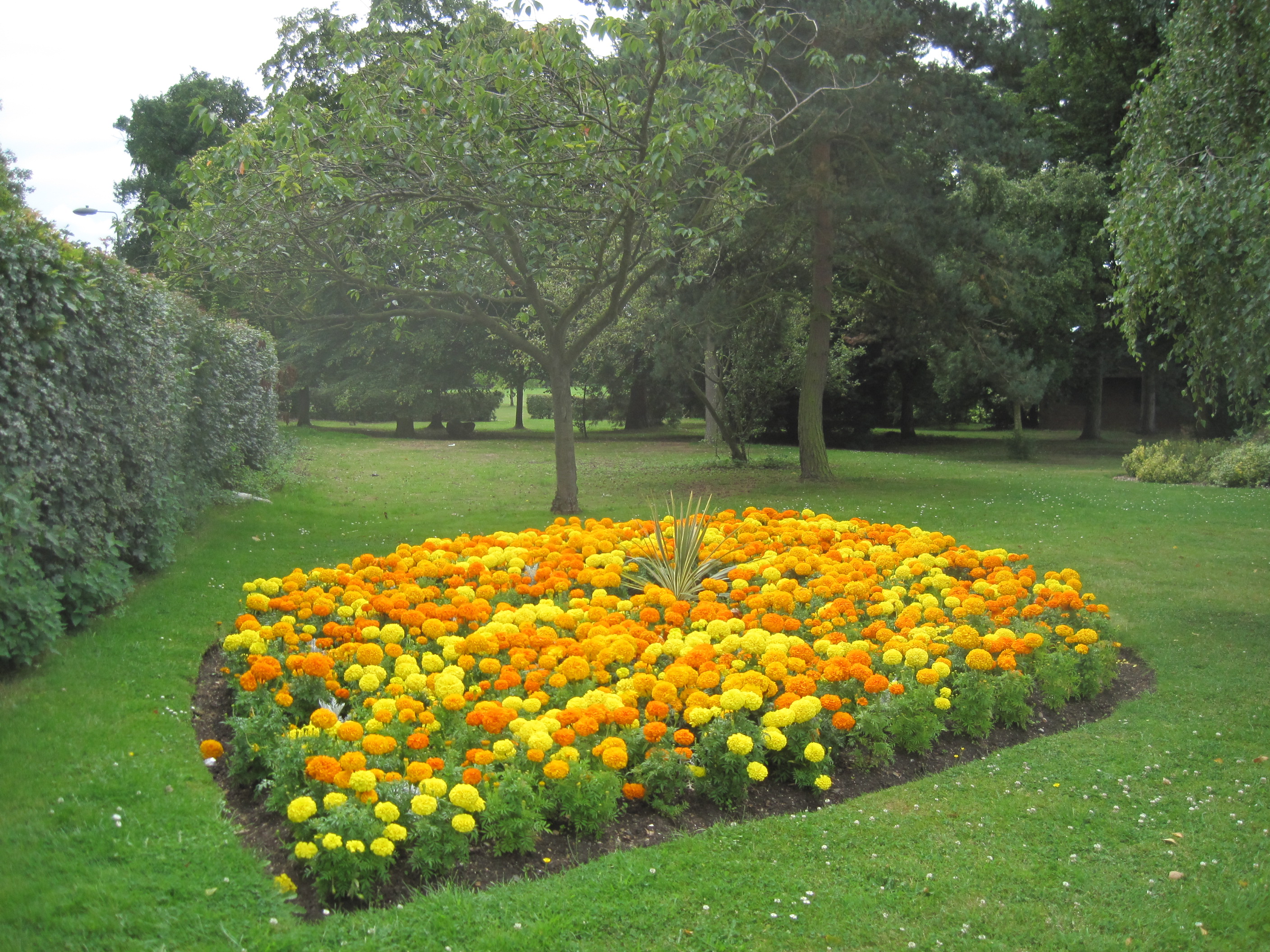 File:Mill Hill Park flowerbed 2.JPG - Wikipedia