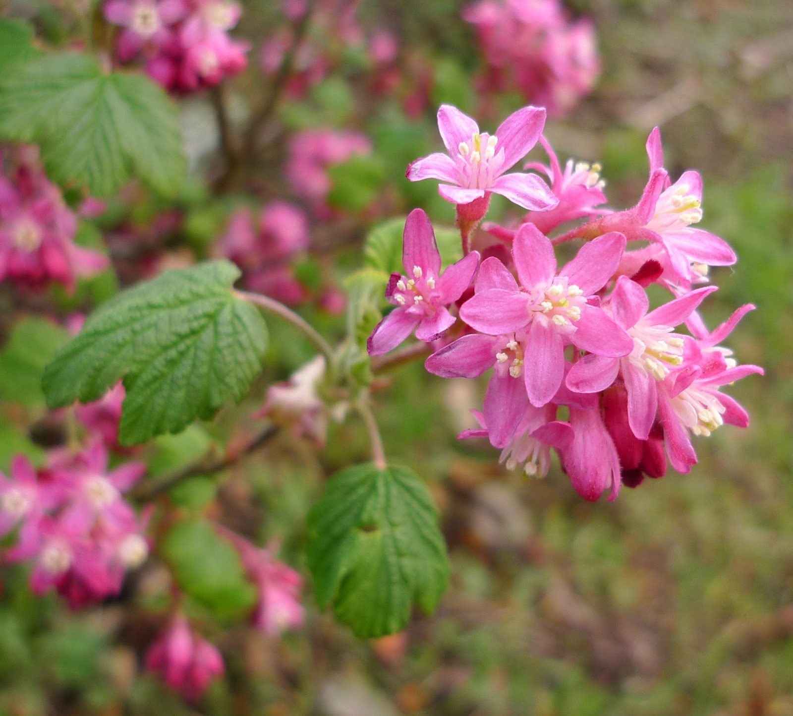 Wild Harvests: The News on Red Flowering Currant