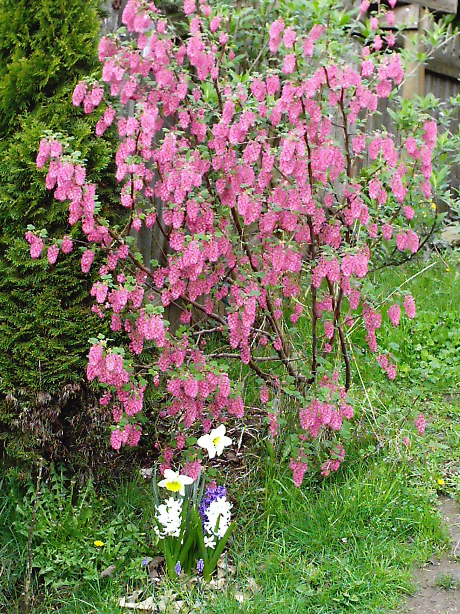 Through The Seasons: Red-Flowering Currant, Ribes sanguineum ...