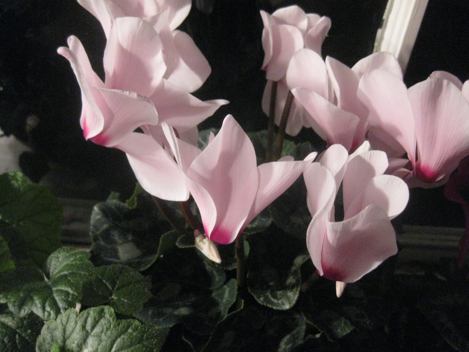 The Spectacular, Re-Blooming Cyclamen