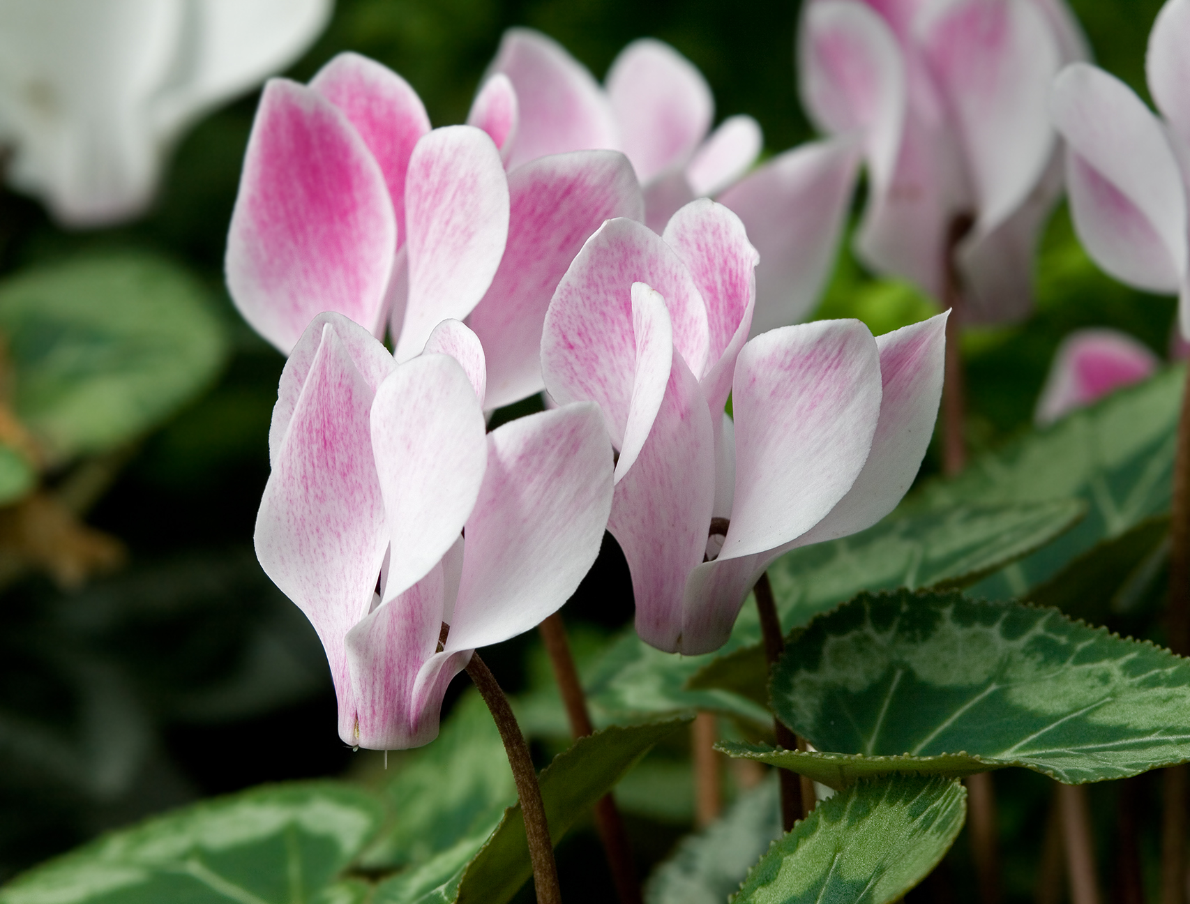 How To Care For Cyclamen