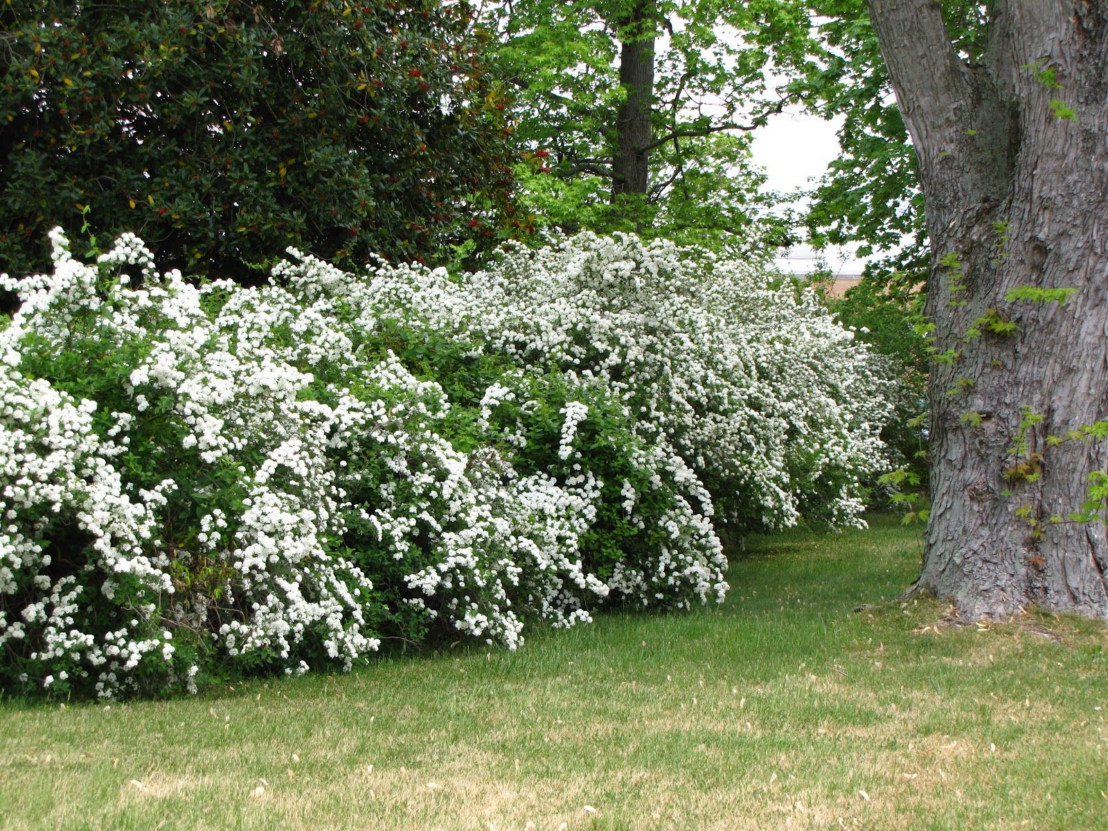 fast growing flowering hedges | flowering shrubs http://www ...