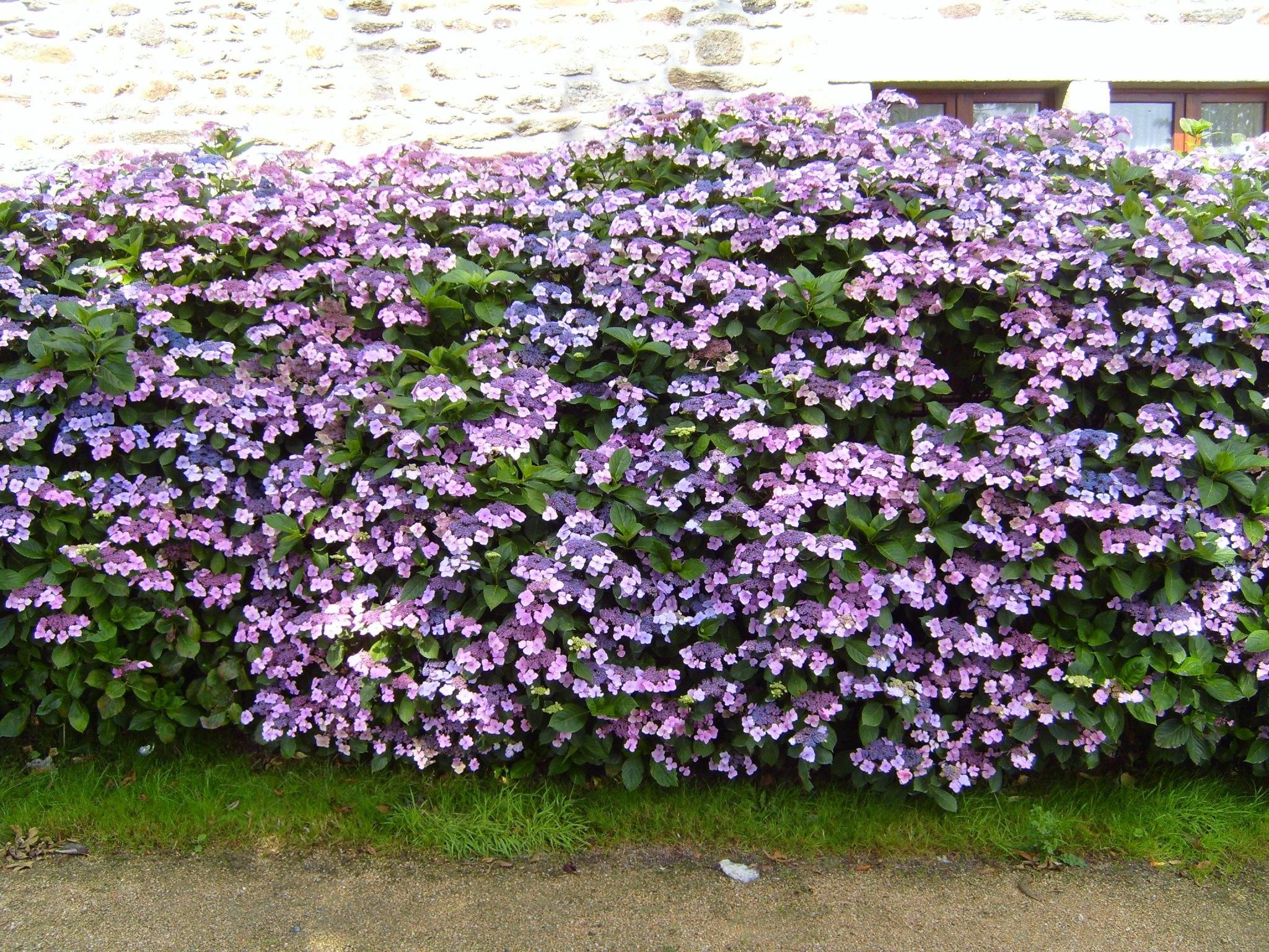 File:Flowered hedge flowers hydrangea.jpg - Wikimedia Commons