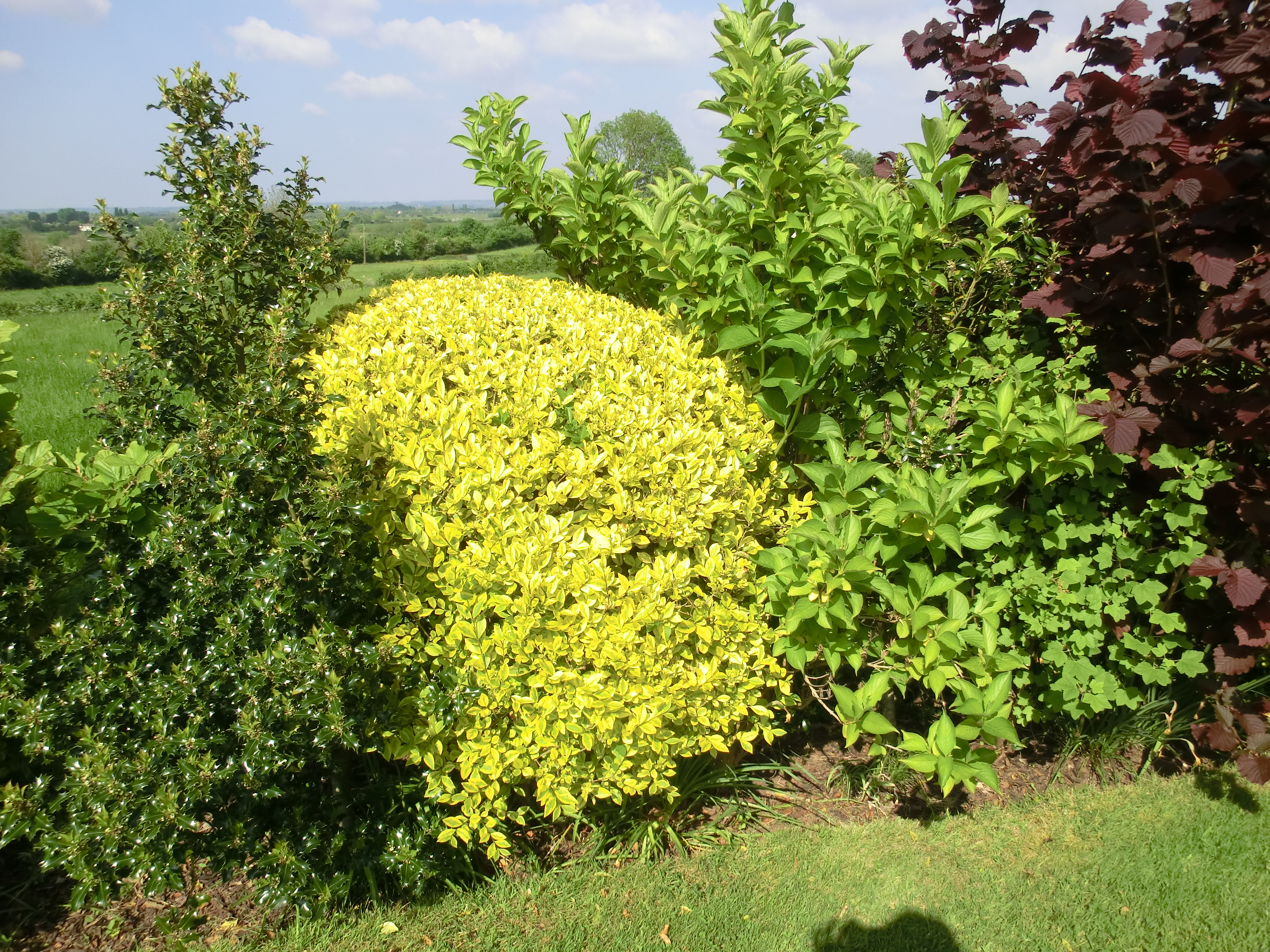 Flowering hedges for year round interest in your garden.