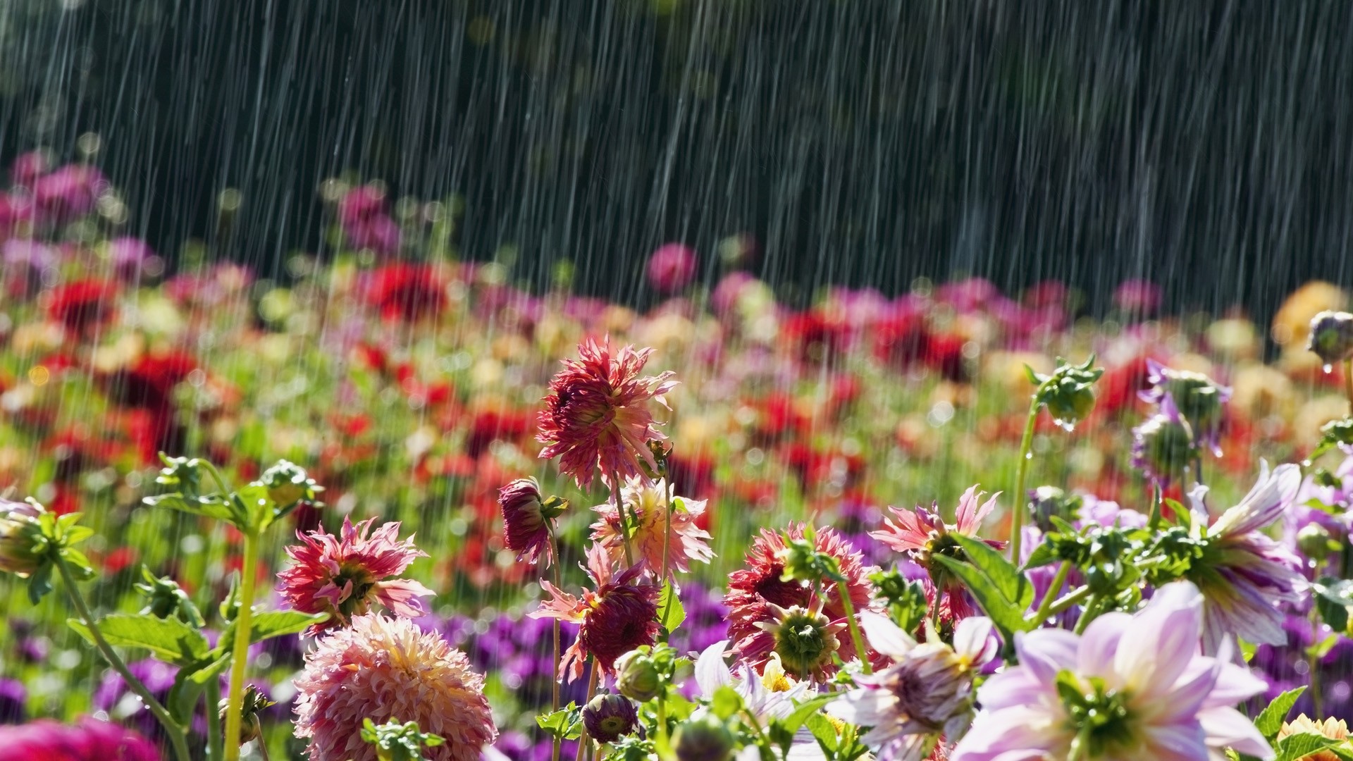 Beautiful-Flowers-in-rain-Latest-Wallpaper - HD Wallpaper